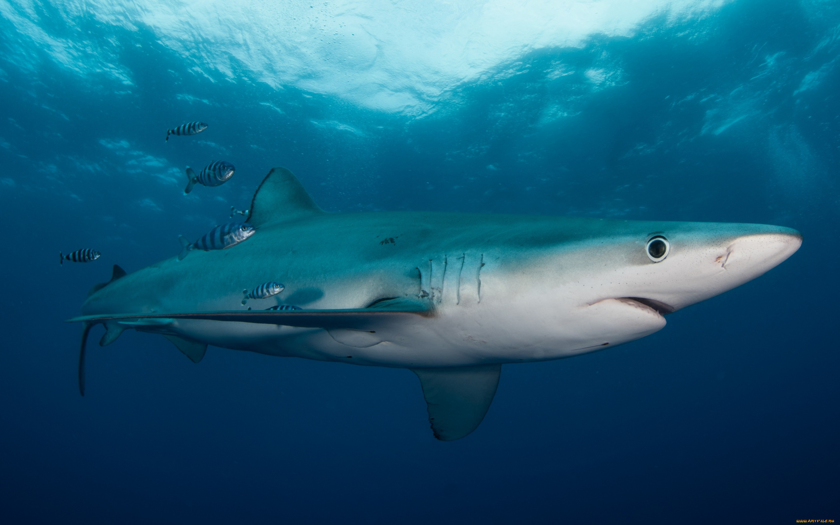 животные, акулы, маленькие, рыба, подводный, мир, толща, воды, рыбы, рыбки, голубая, акула, обитатели, морей, фауна, свет, подводная, съёмка, океан, вода, море, под, водой, полосатые