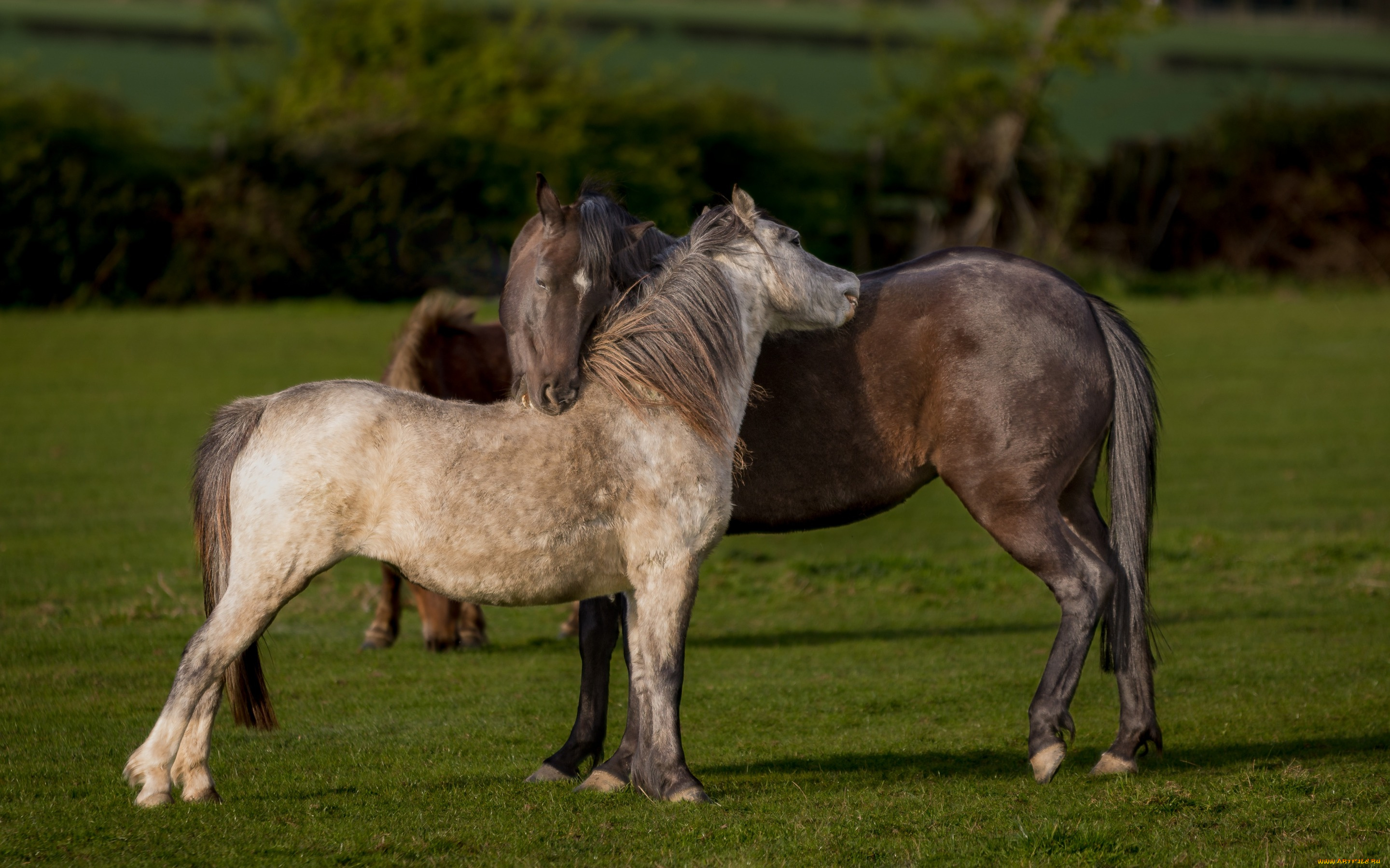 животные, лошади, природа, газон, ограждение, простор, двое, конь, два, гнедой, пастбище, кусты, любовь, изгородь, пара, дружба, забор, луг, отношения, пегий, кони, настроение, поле, зелень, лето, трава, лошадь