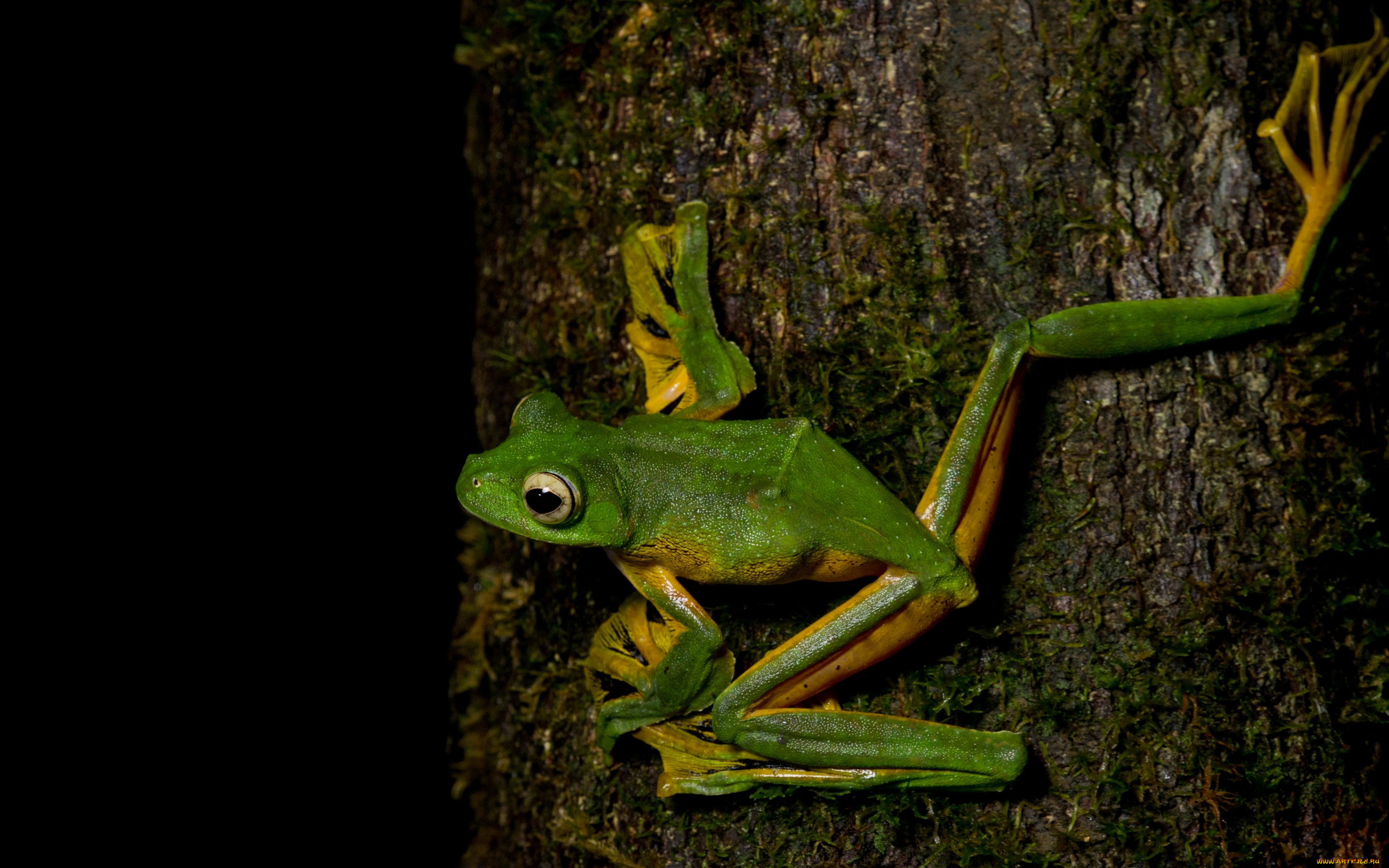 животные, лягушки, поза, лапки, дерево, лягушка, амфибии, земноводные, макро, черный, фон, кора, зеленая, глаза