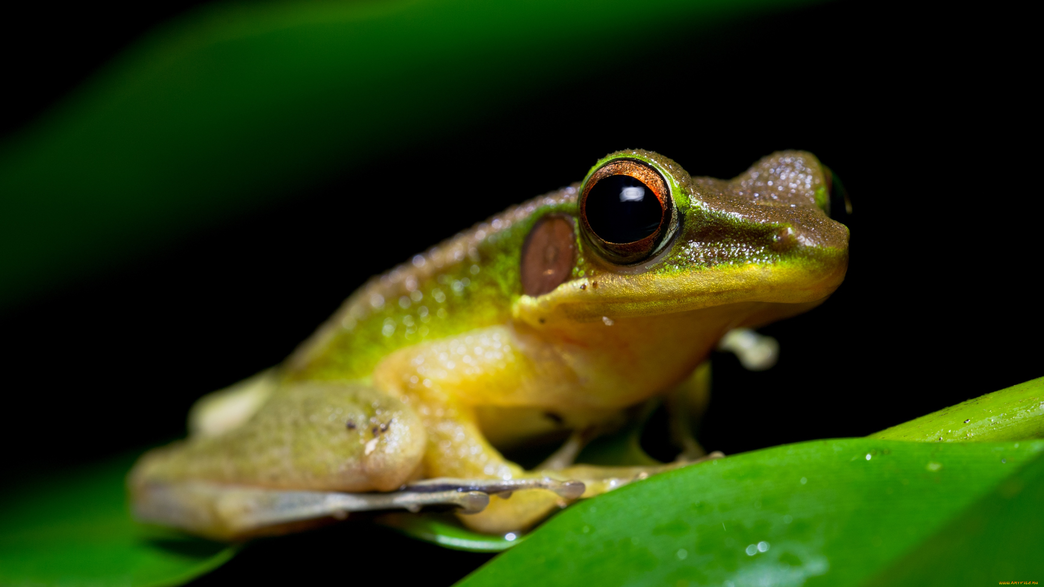 животные, лягушки, зеленый, зеленая, с, желтым, амфибии, зрачки, земноводные, листок, лягушка, мордашка, черный, фон, сидит, глаза, макро, лист