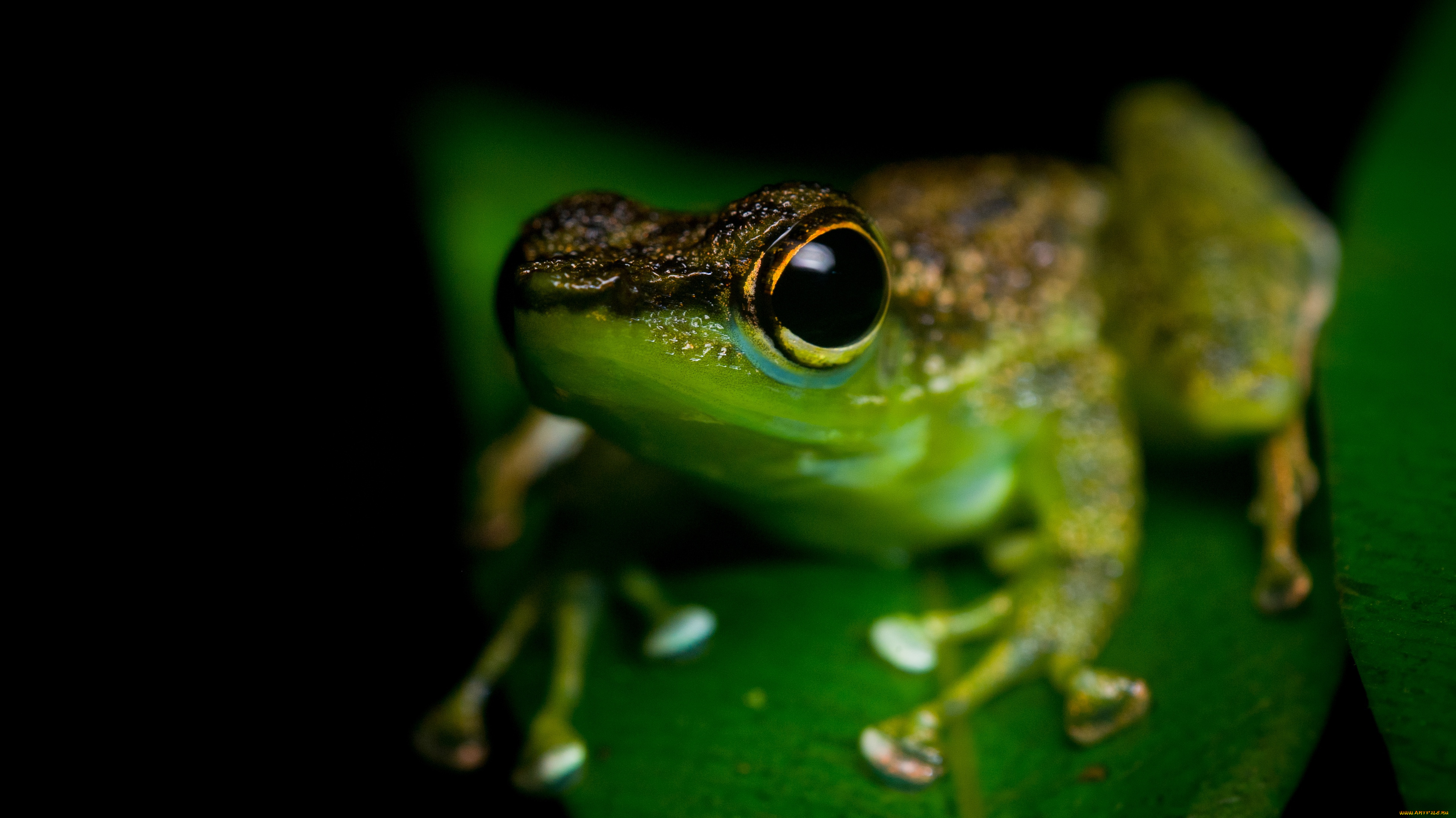 животные, лягушки, амфибии, земноводные, лягушка, макро, черный, фон, зеленая, глаза