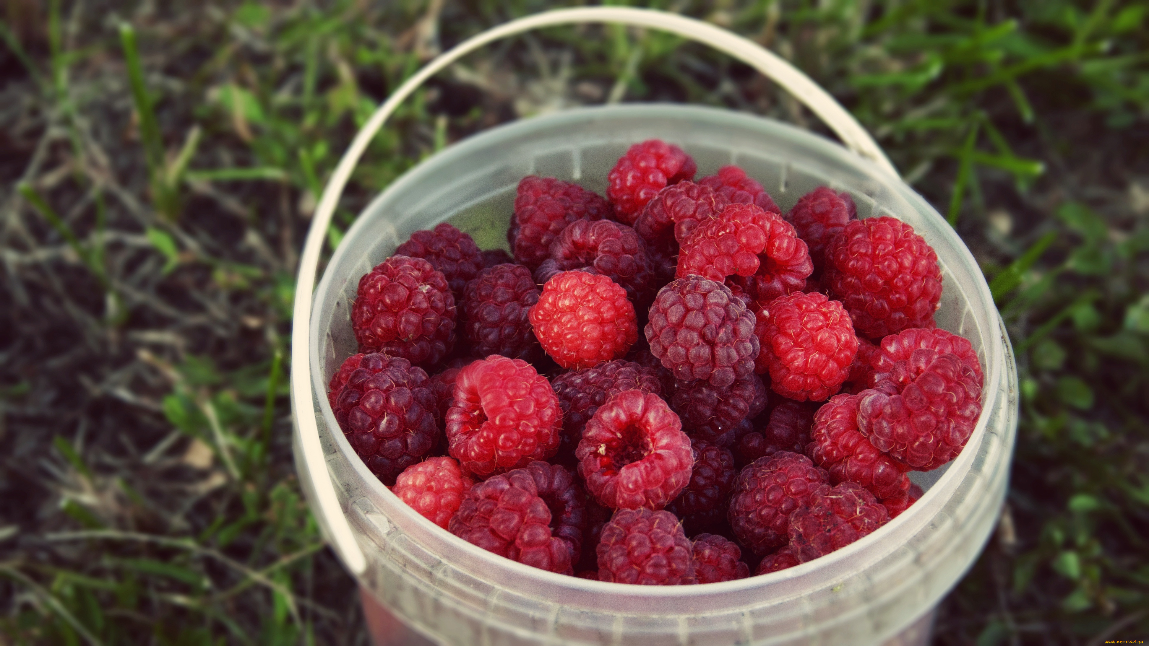 еда, малина, пластиковое, трава, ведерко, лето, урожай, вкусно, ягоды, ведро, ведёрко, природа, фон, много