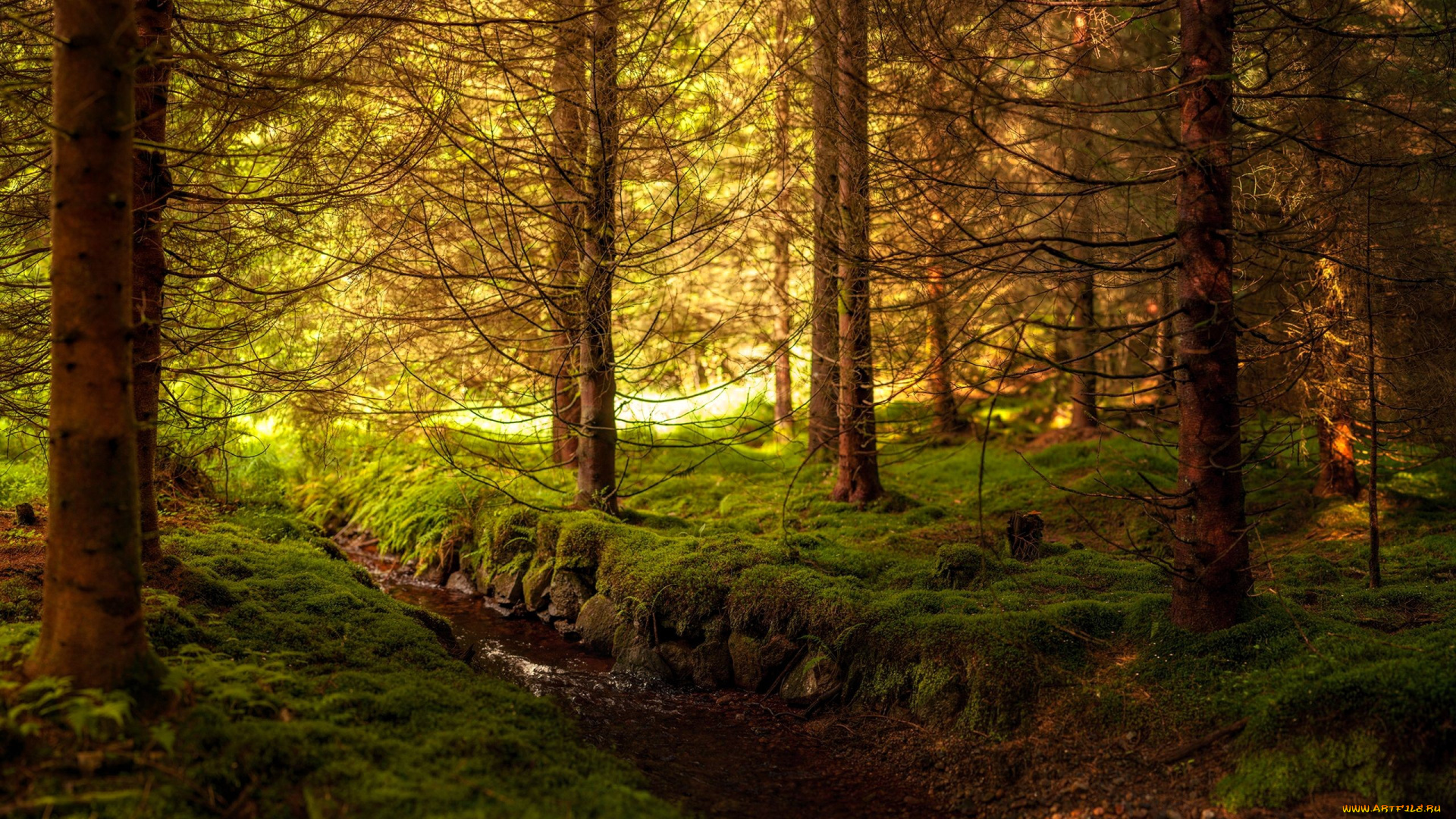 природа, лес, деревья, мох, ручей