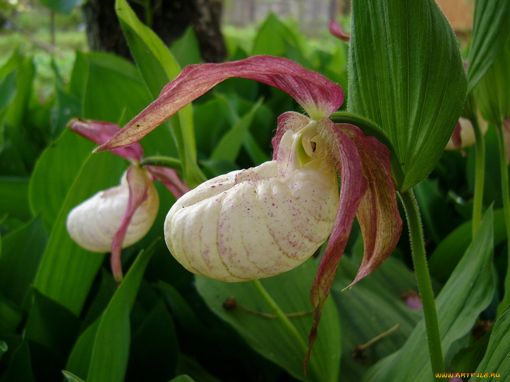 цветы, кальцеолярия, венерины, башмачки