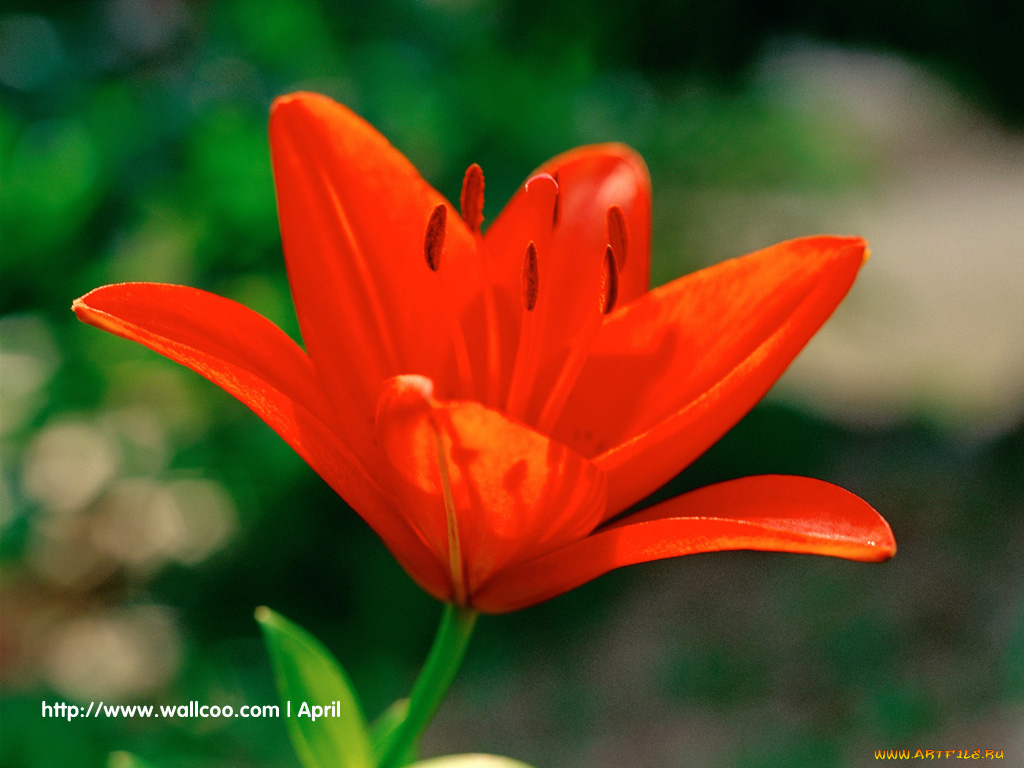 цветы, лилии, лилейники