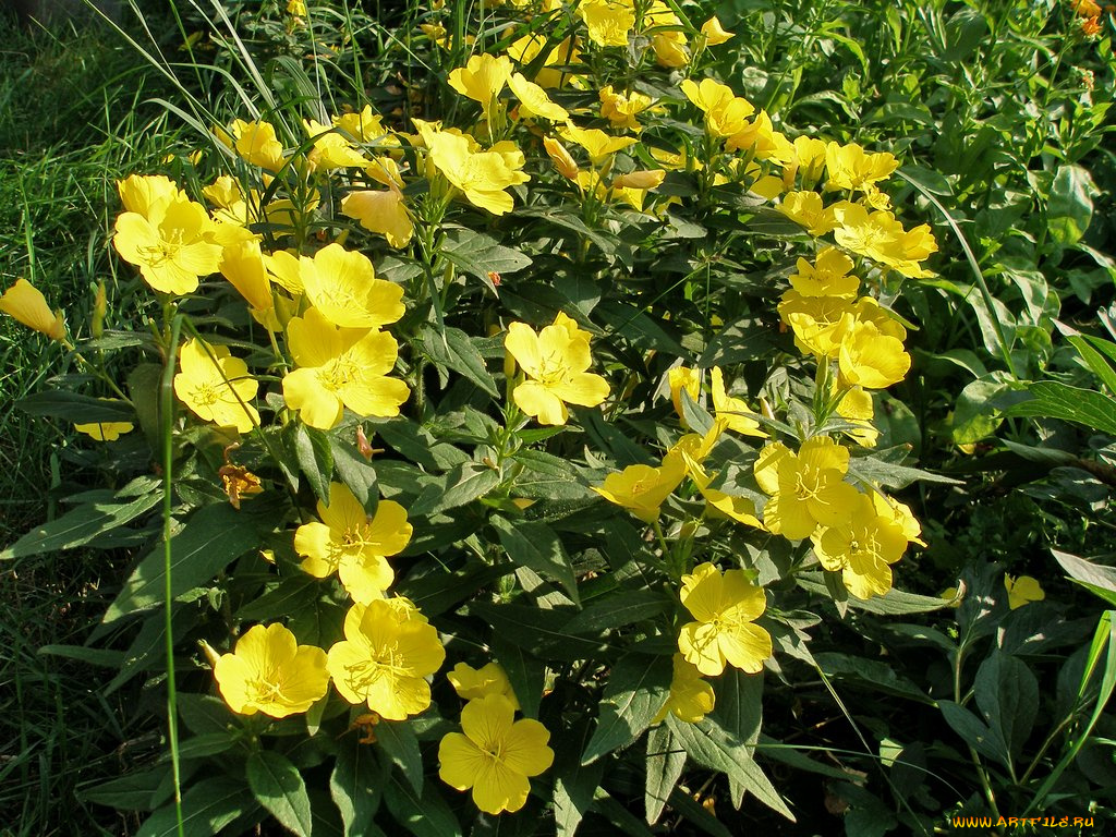 цветы, луговые, полевые