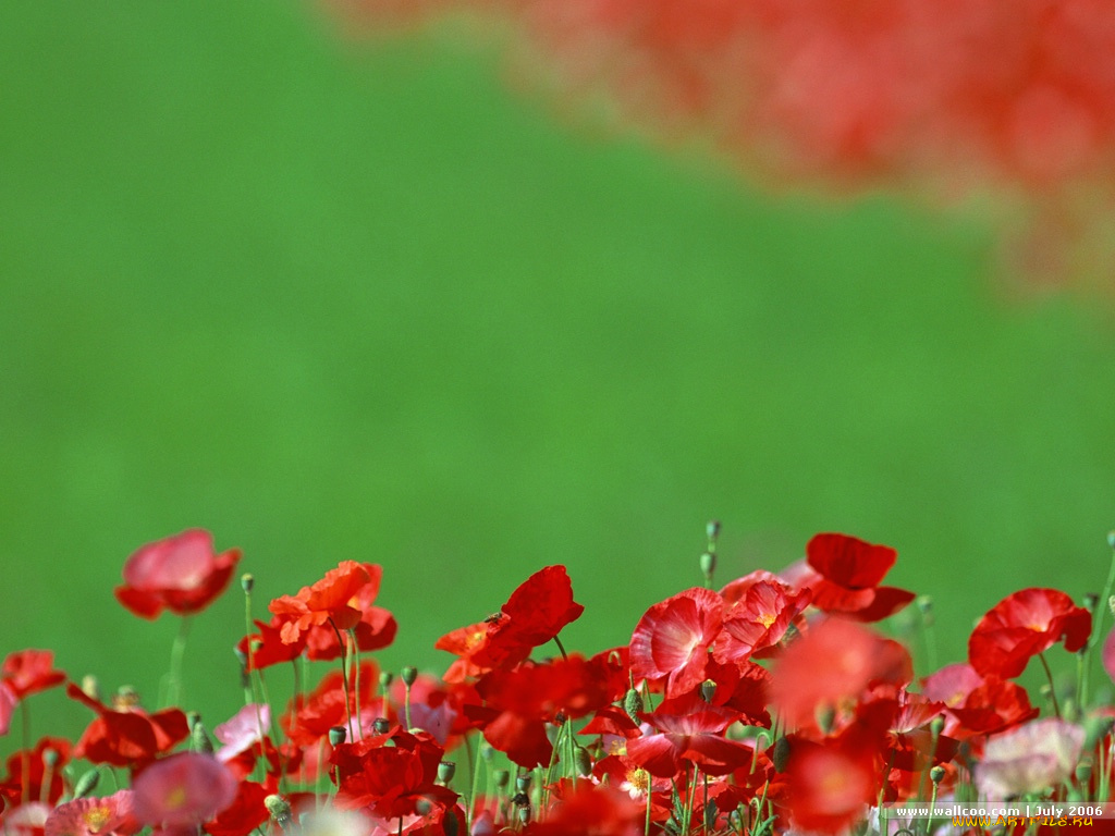 цветы, маки