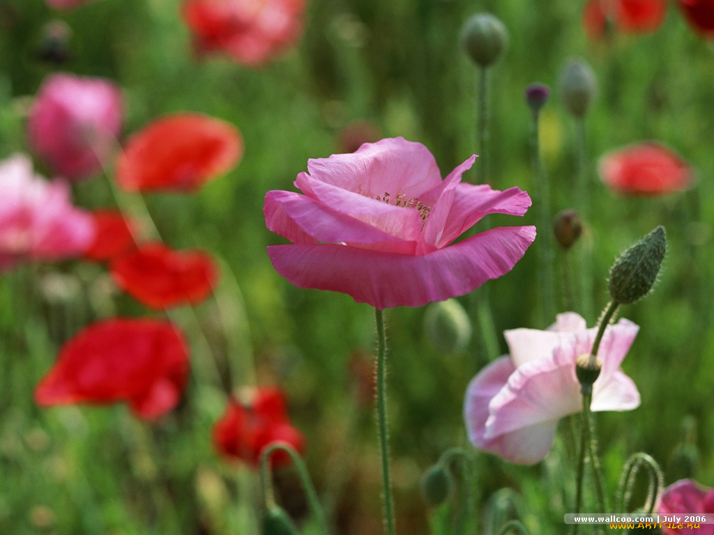 цветы, маки