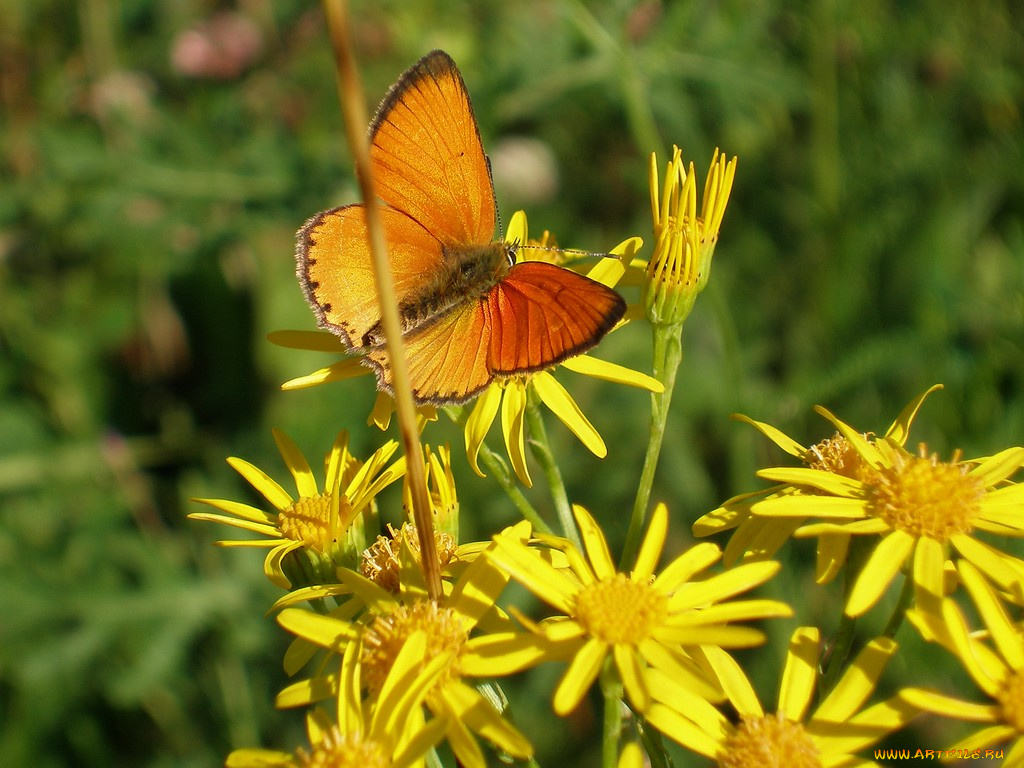 животные, бабочки