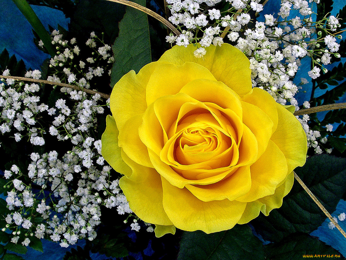 цветы, розы