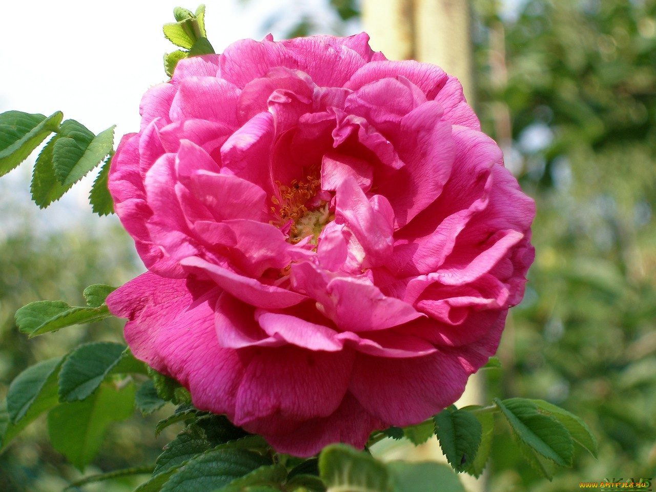 цветы, розы