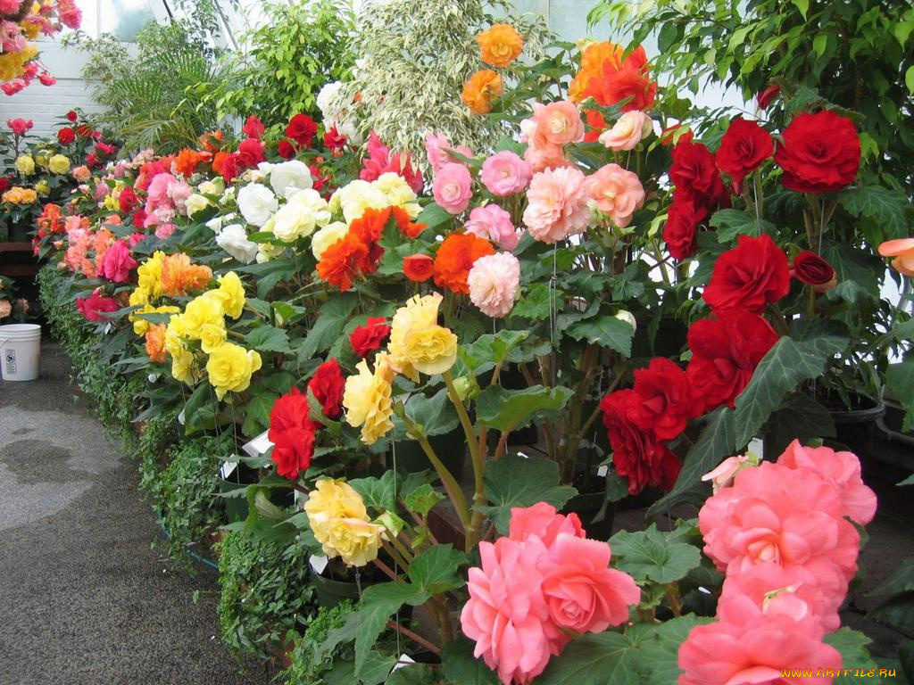 цветы, бегония