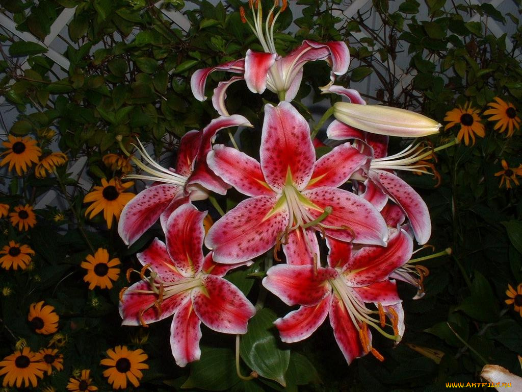цветы, лилии, лилейники