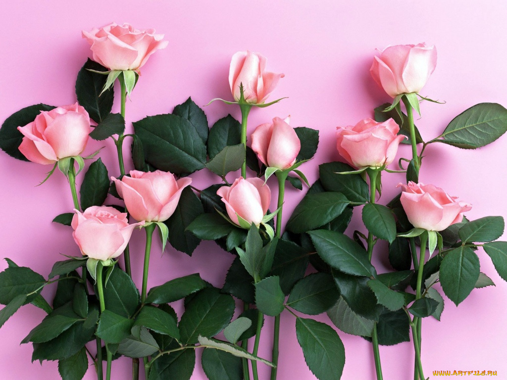 цветы, розы