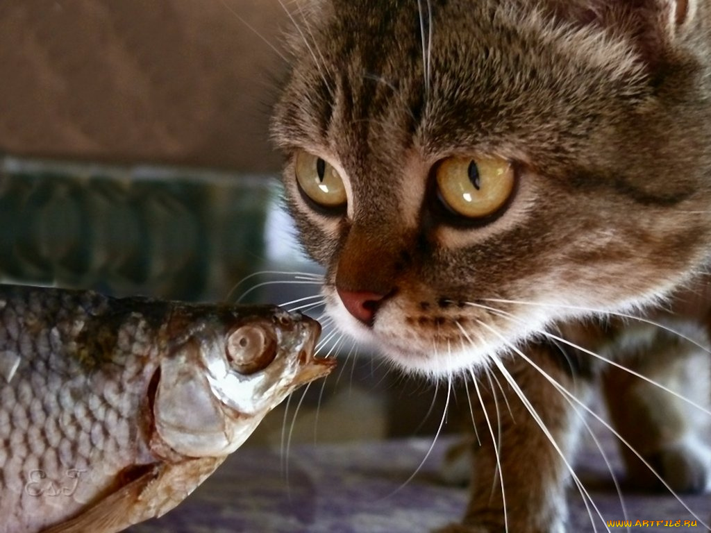 сергей, ермаков, еще, эти, мыши, называли, тебя, юмор, приколы