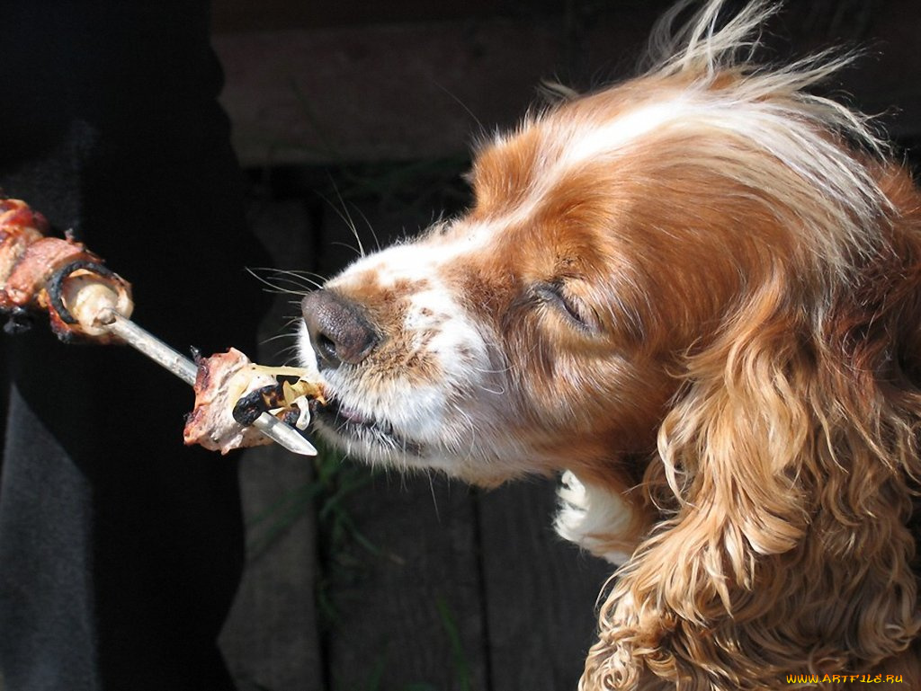 лифер, андрей, мечта, спаниеля, животные, собаки