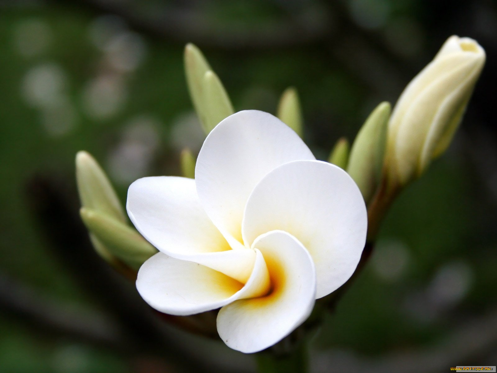 цветы, плюмерия