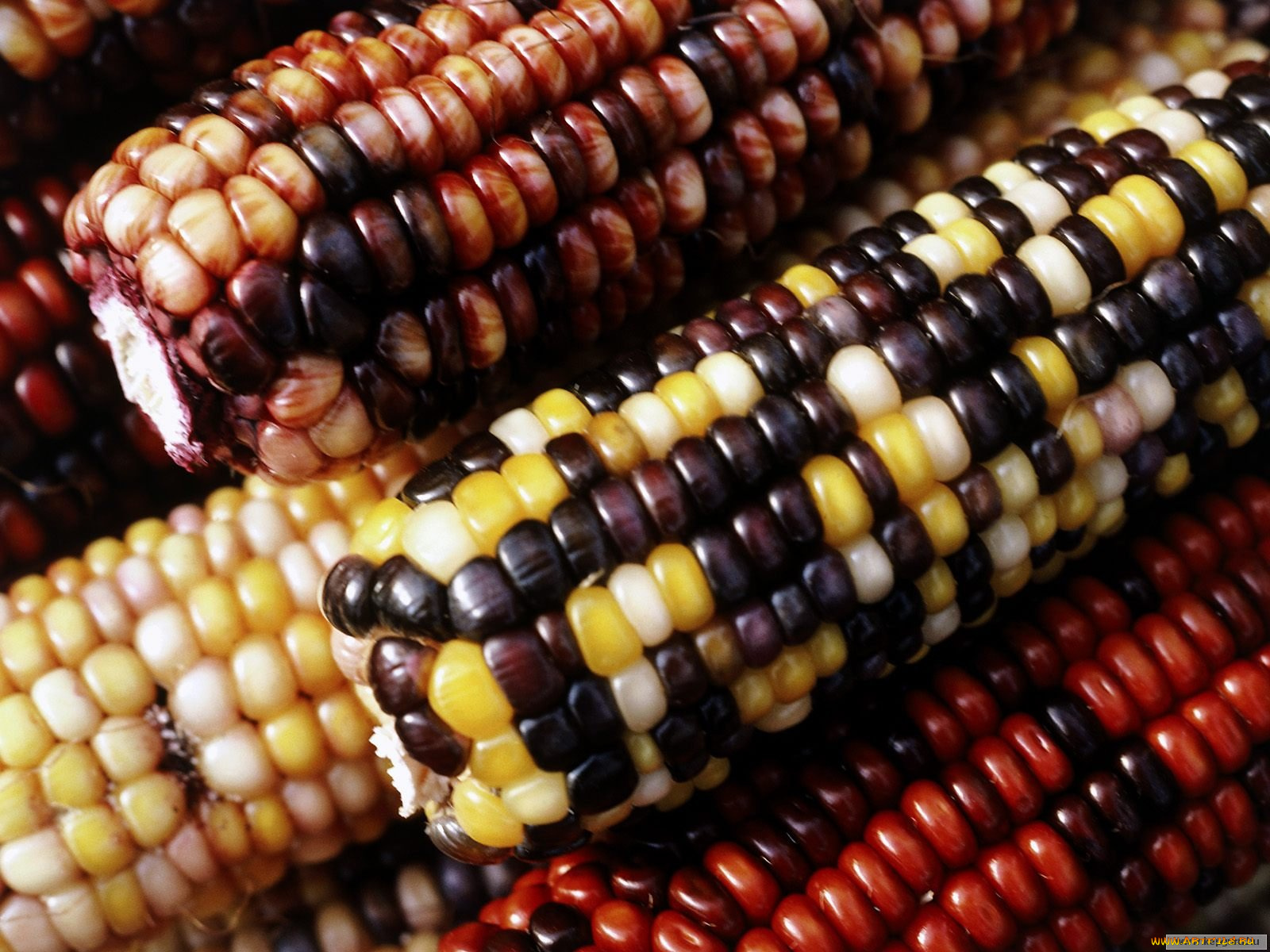 еда, кукуруза