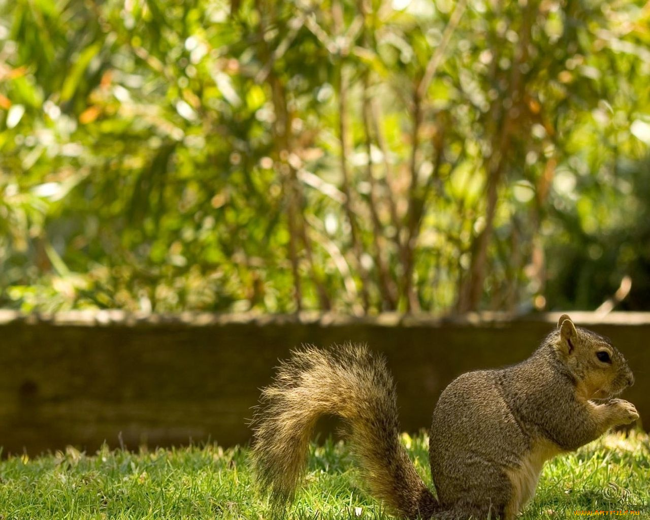 животные, белки