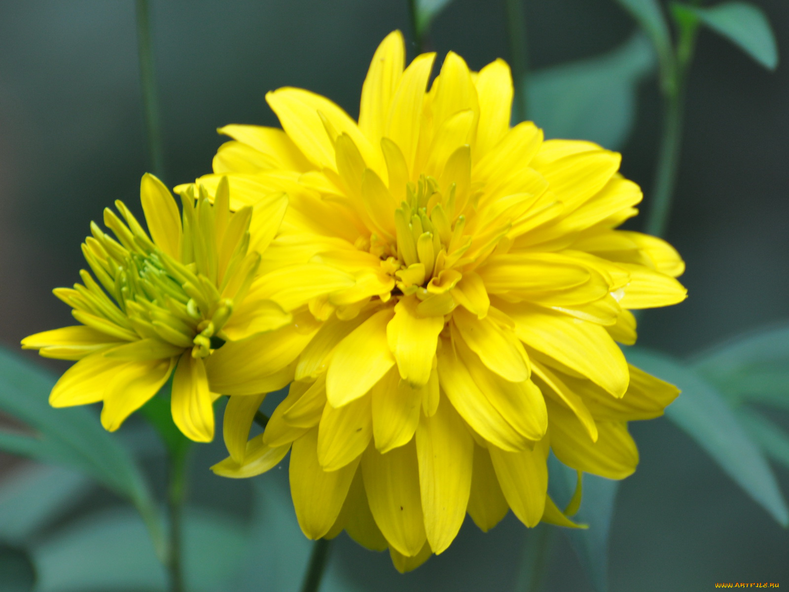 цветы, хризантемы