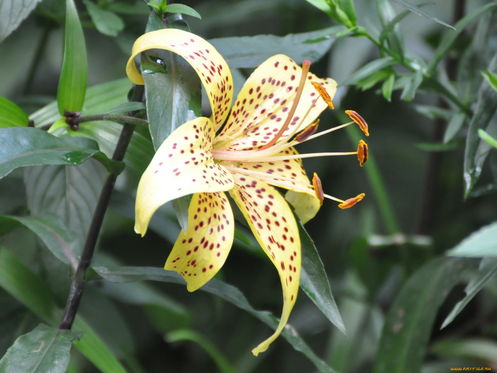 цветы, лилии, лилейники