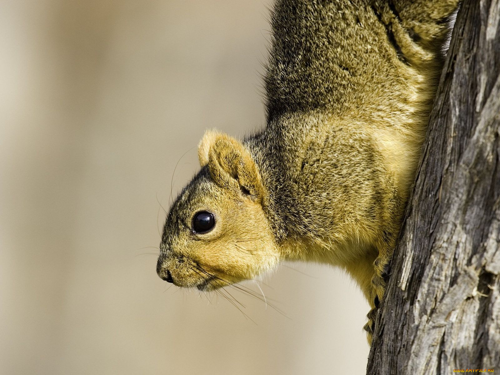 животные, белки