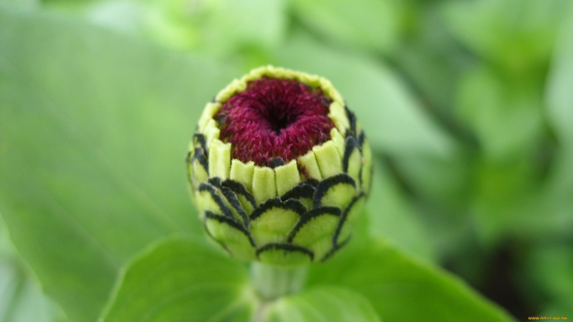 цветы, цинния