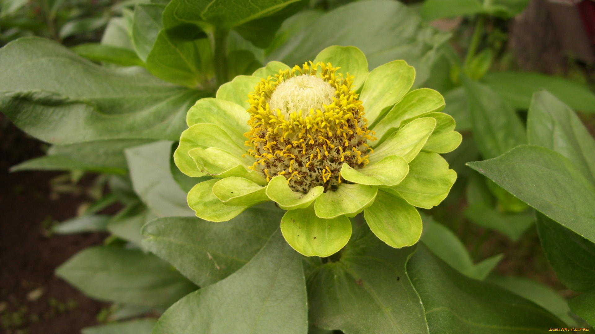 цветы, цинния