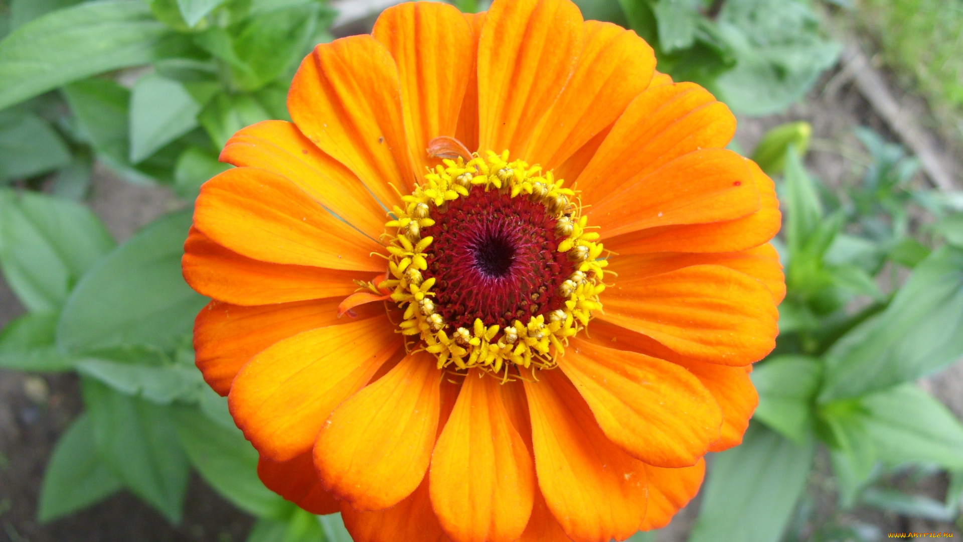 цветы, цинния