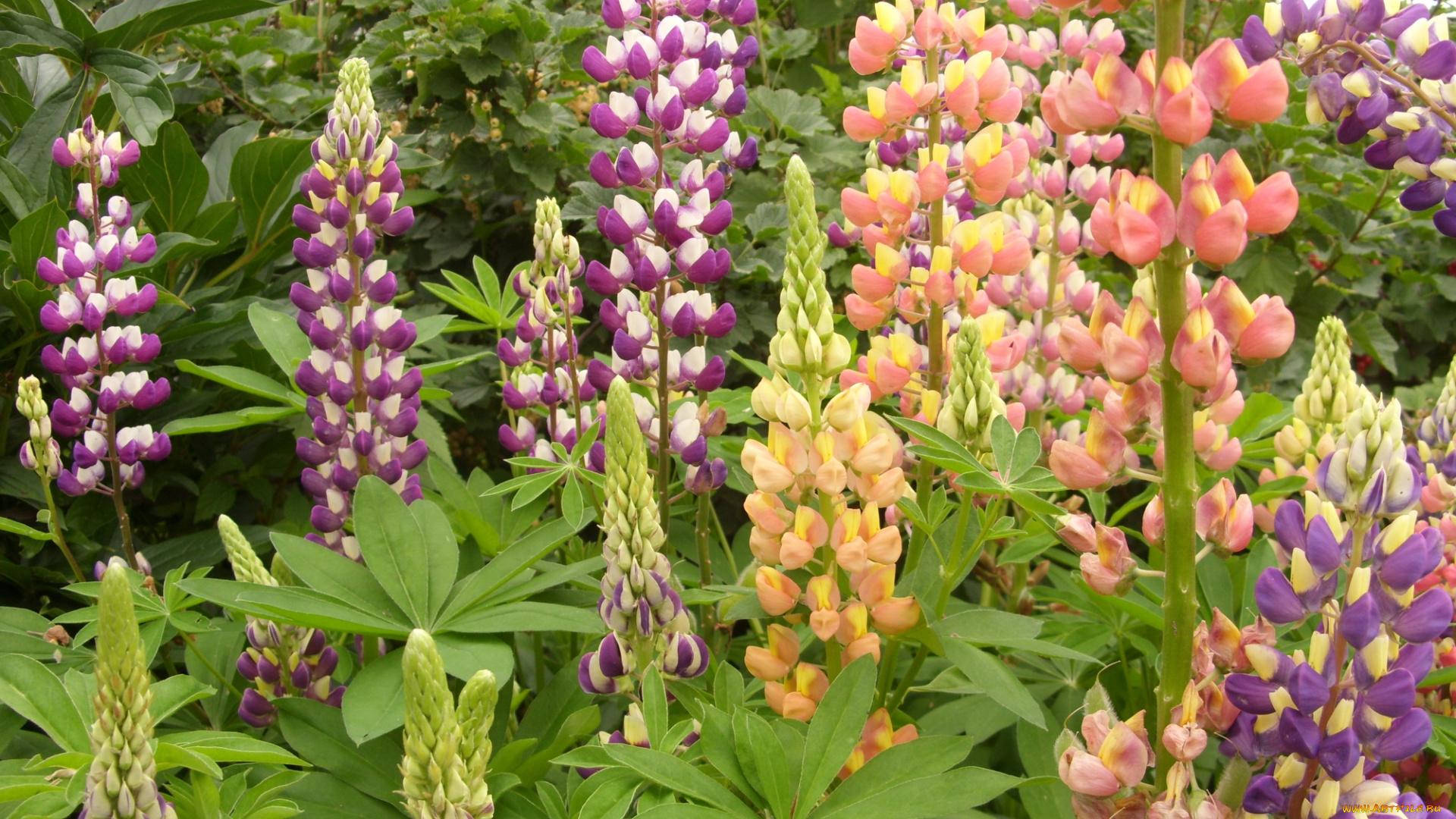 цветы, люпин