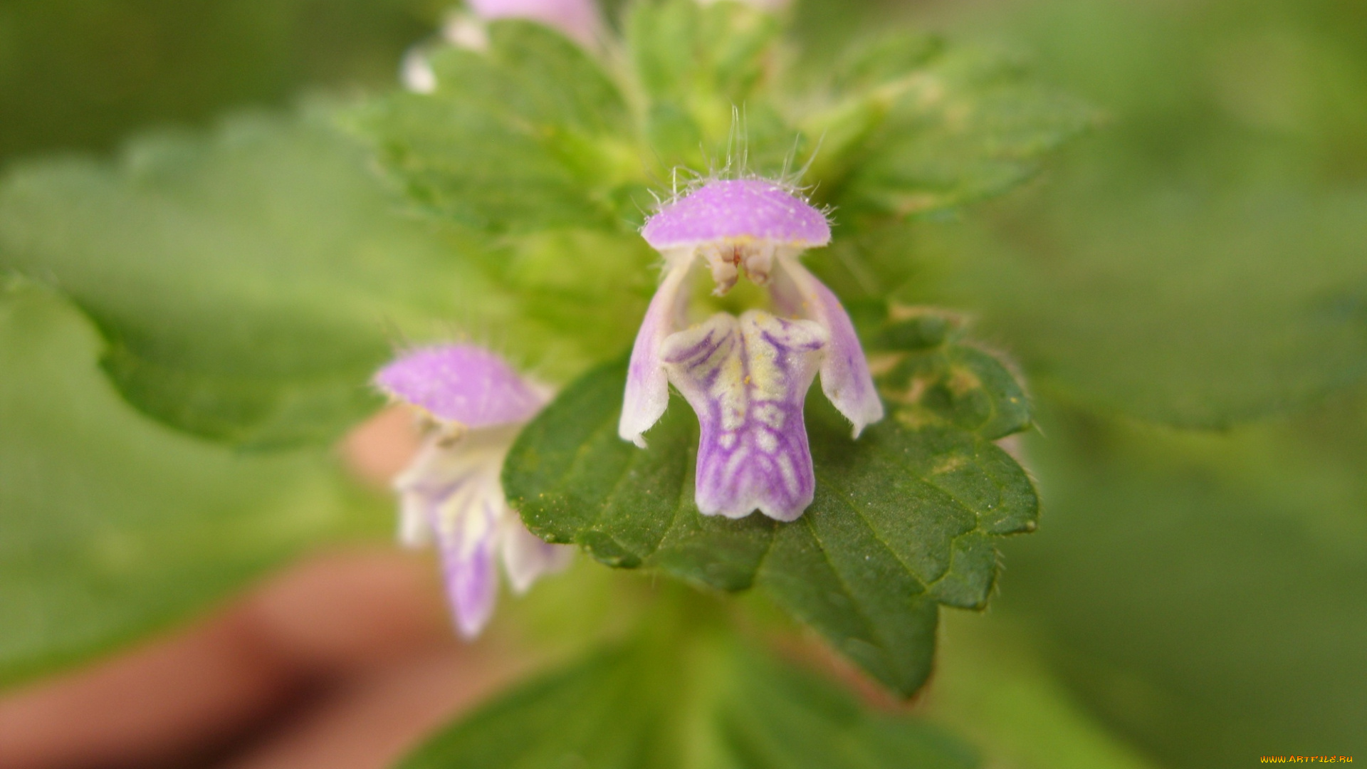 микро2, цветы, луговые, полевые