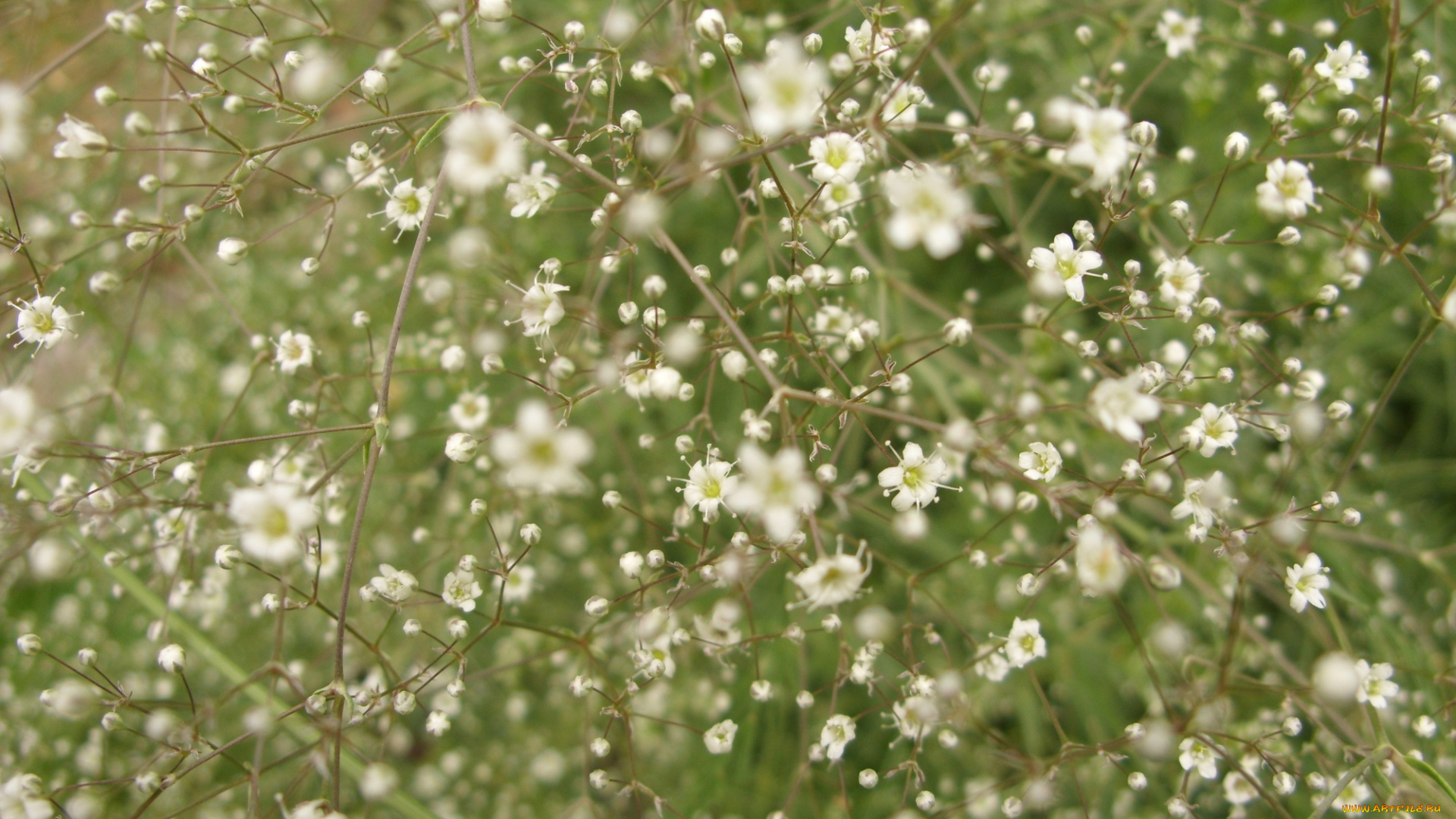 микро6, цветы