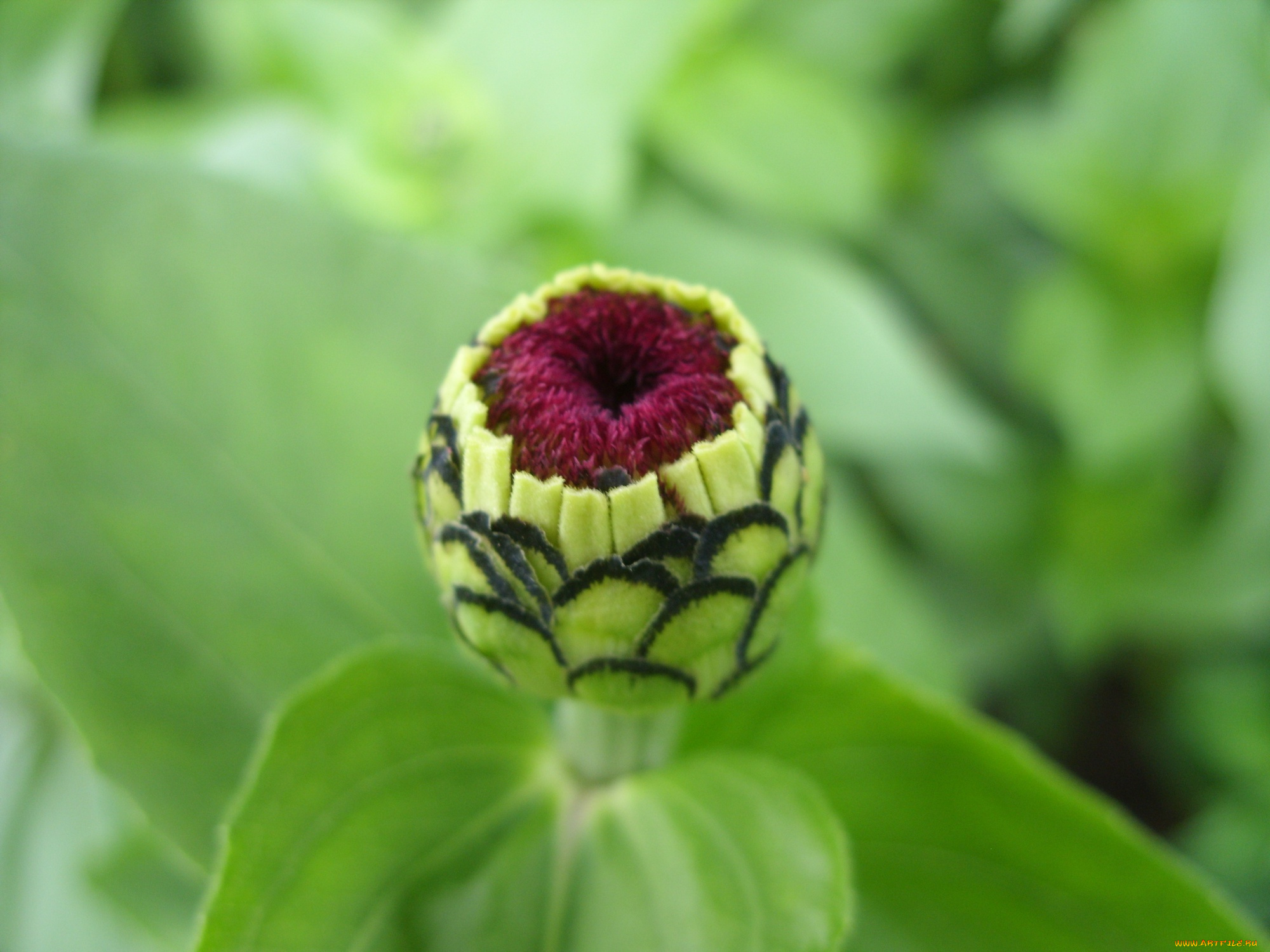 цветы, цинния