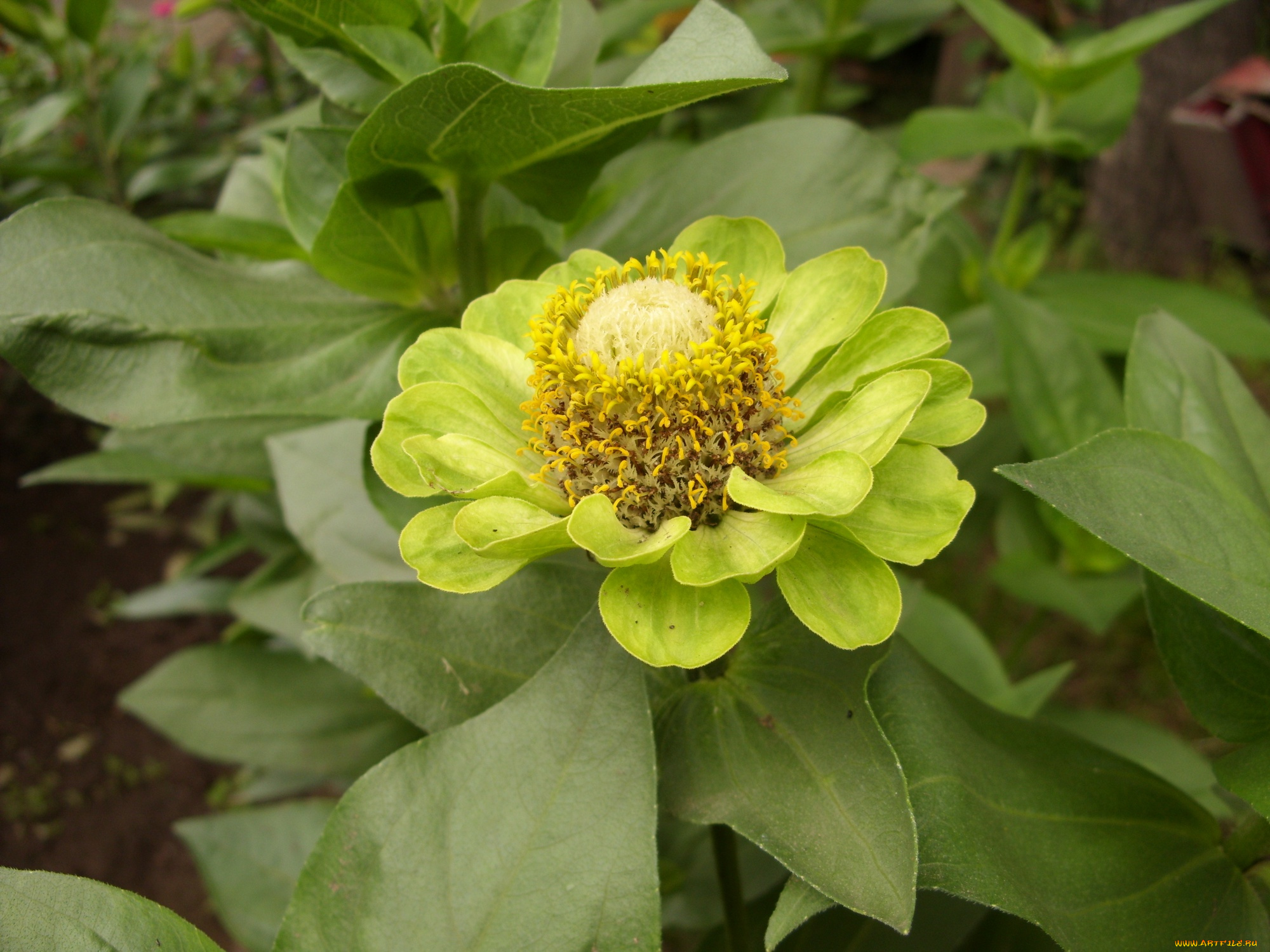 цветы, цинния