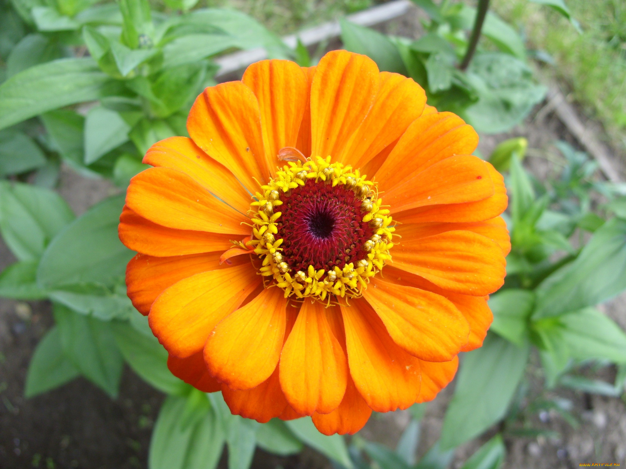 цветы, цинния