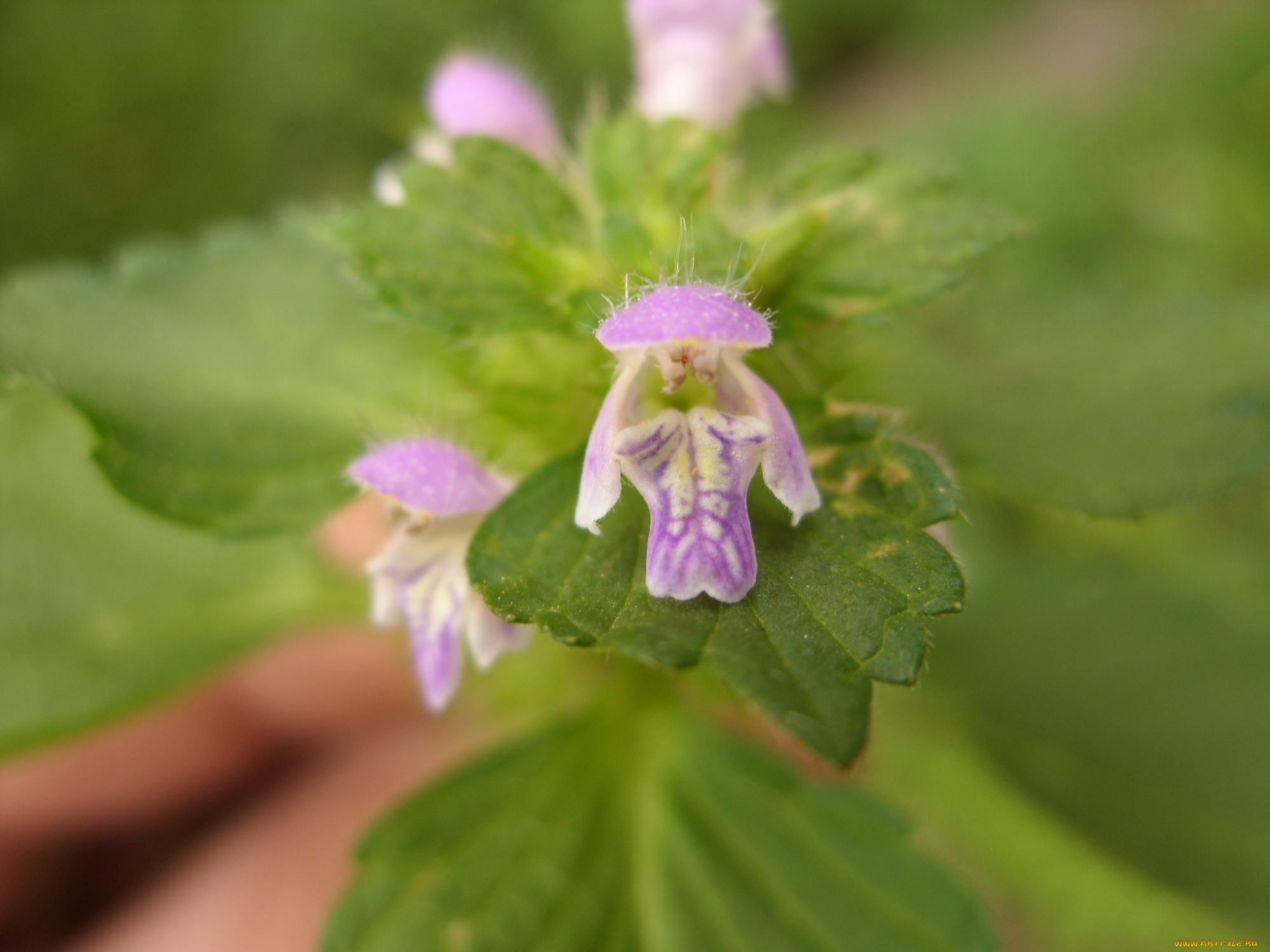 микро2, цветы, луговые, полевые