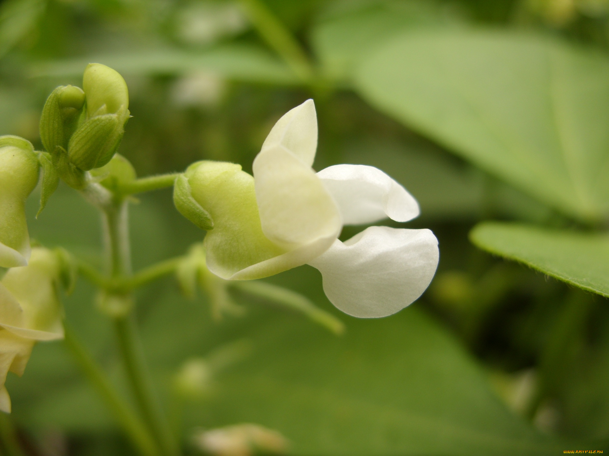 микро4, цветы, душистый, горошек