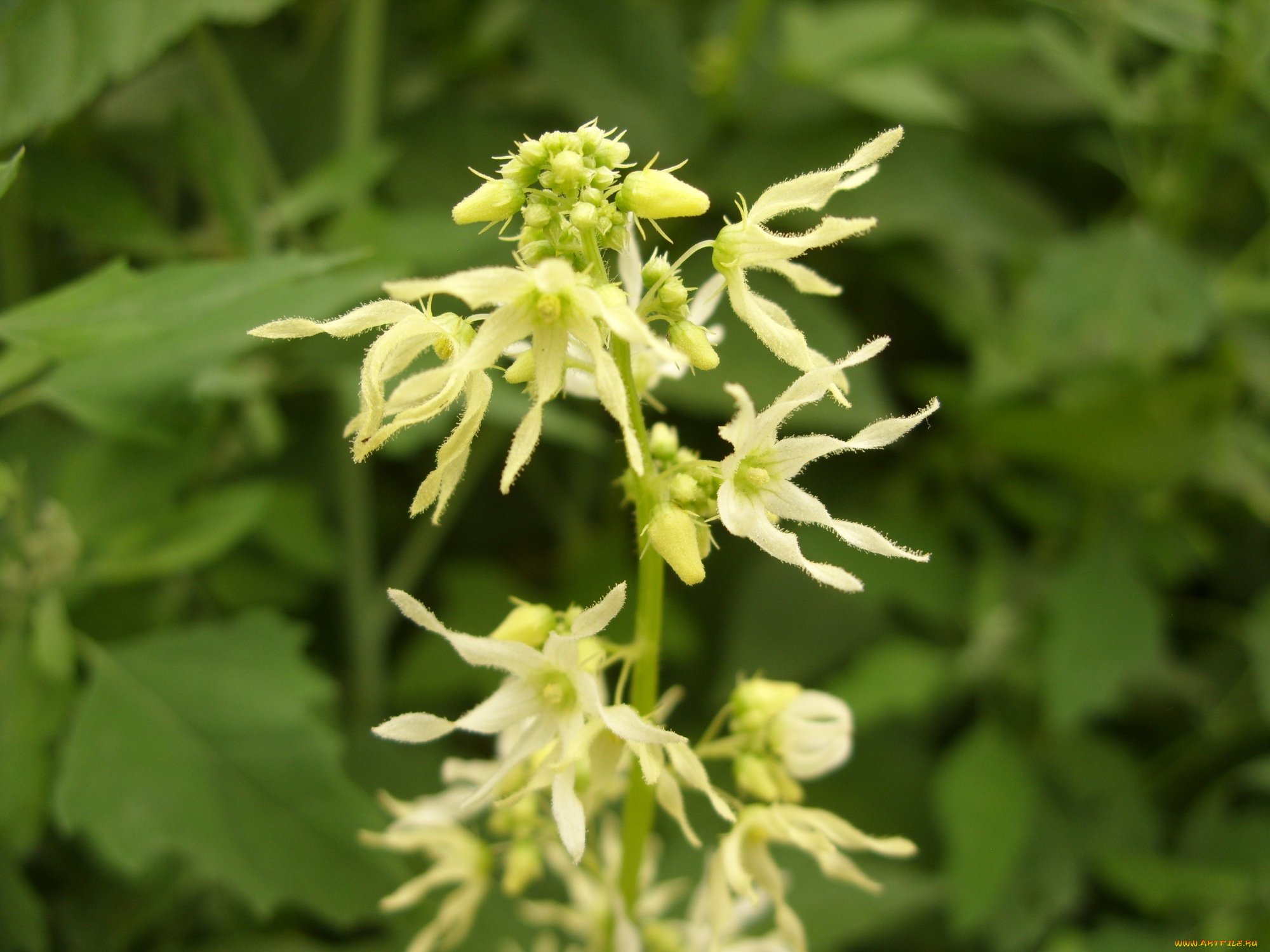 микро5, цветы