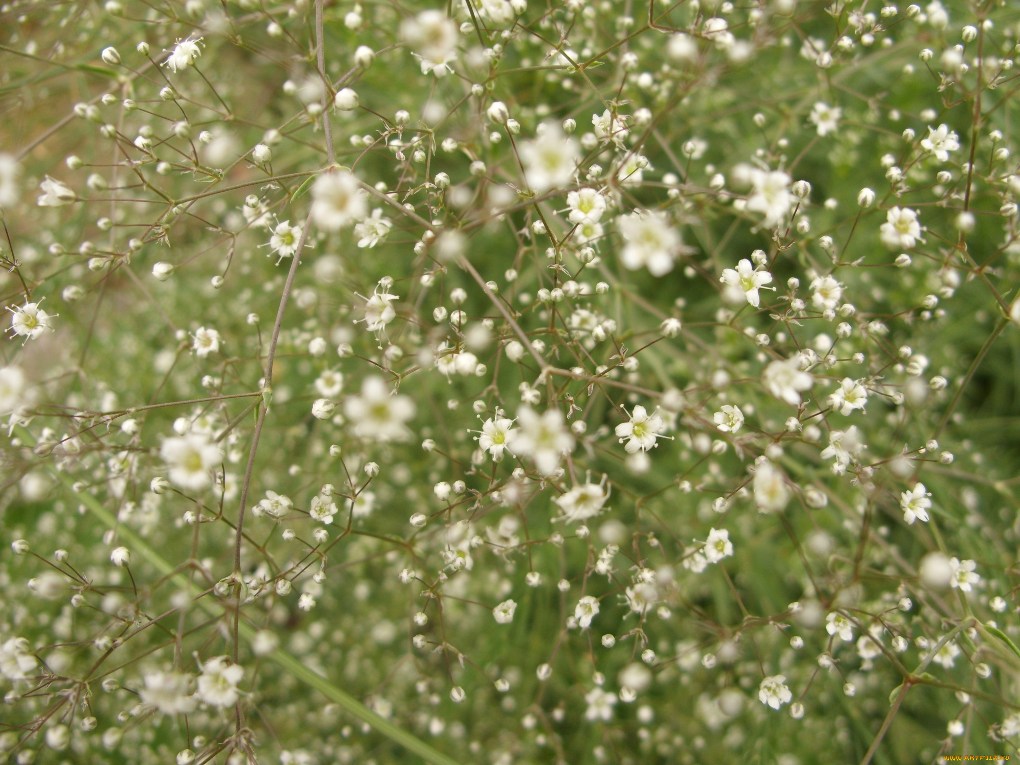 микро6, цветы