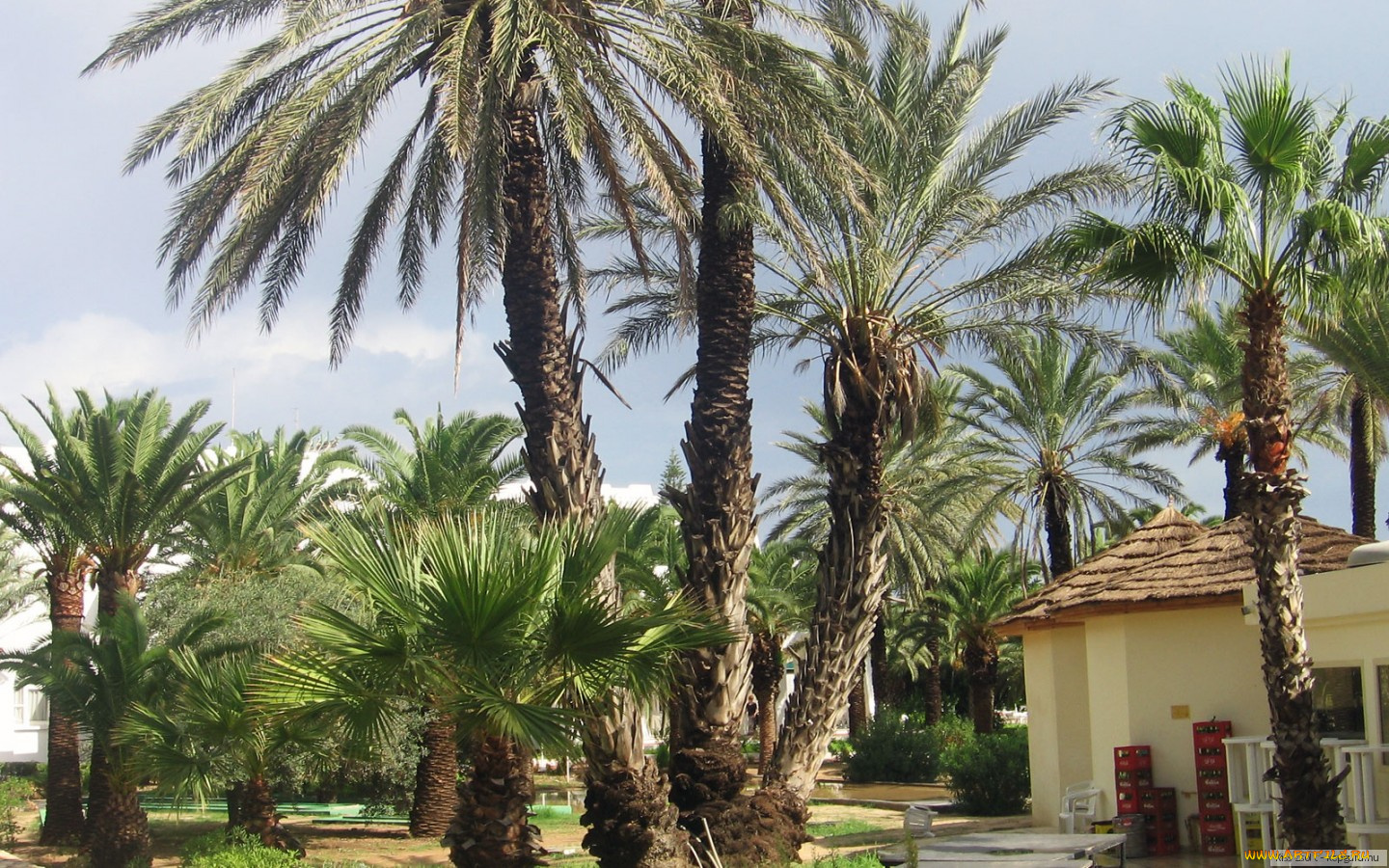 мальорка, природа, тропики