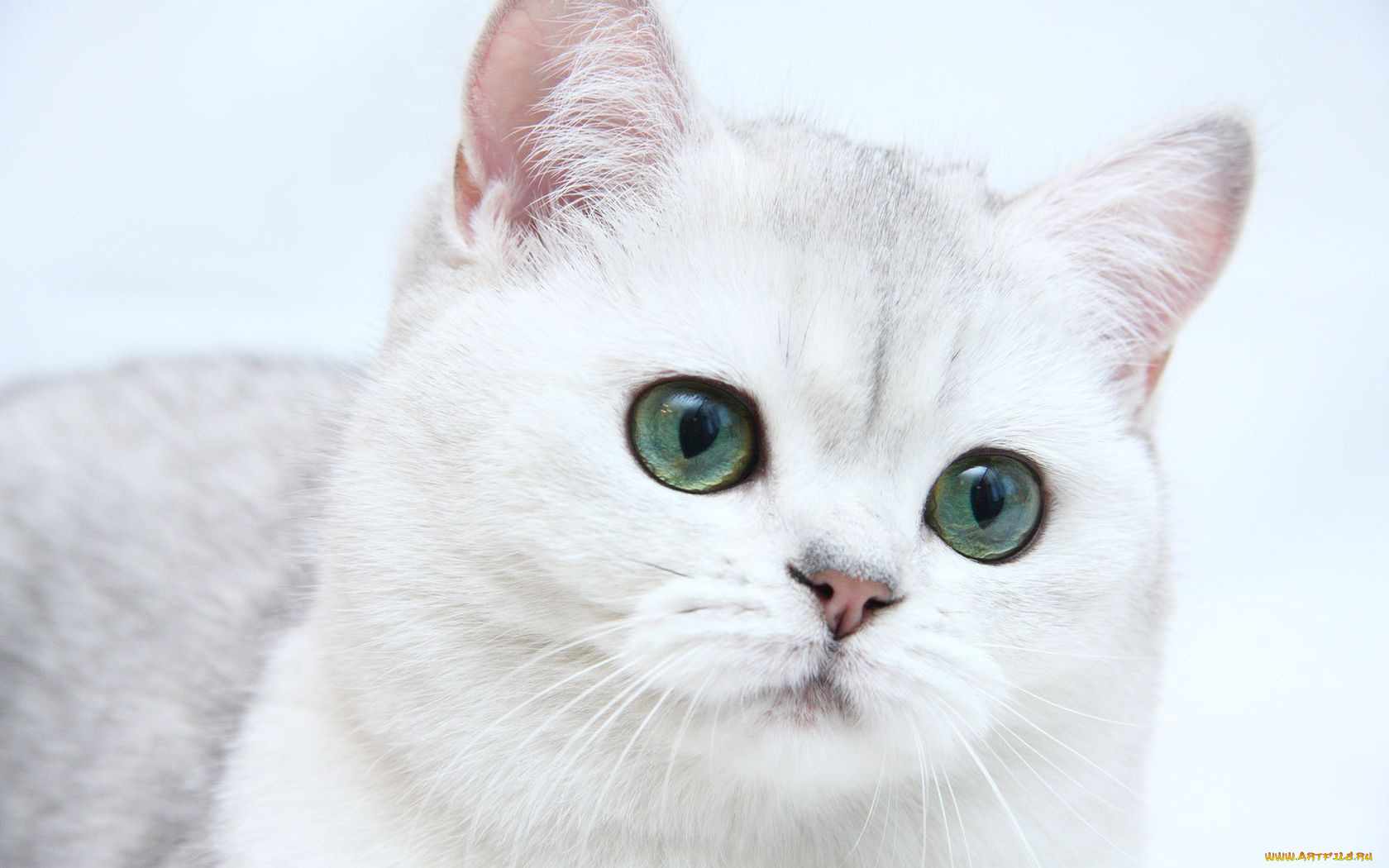 животные, коты