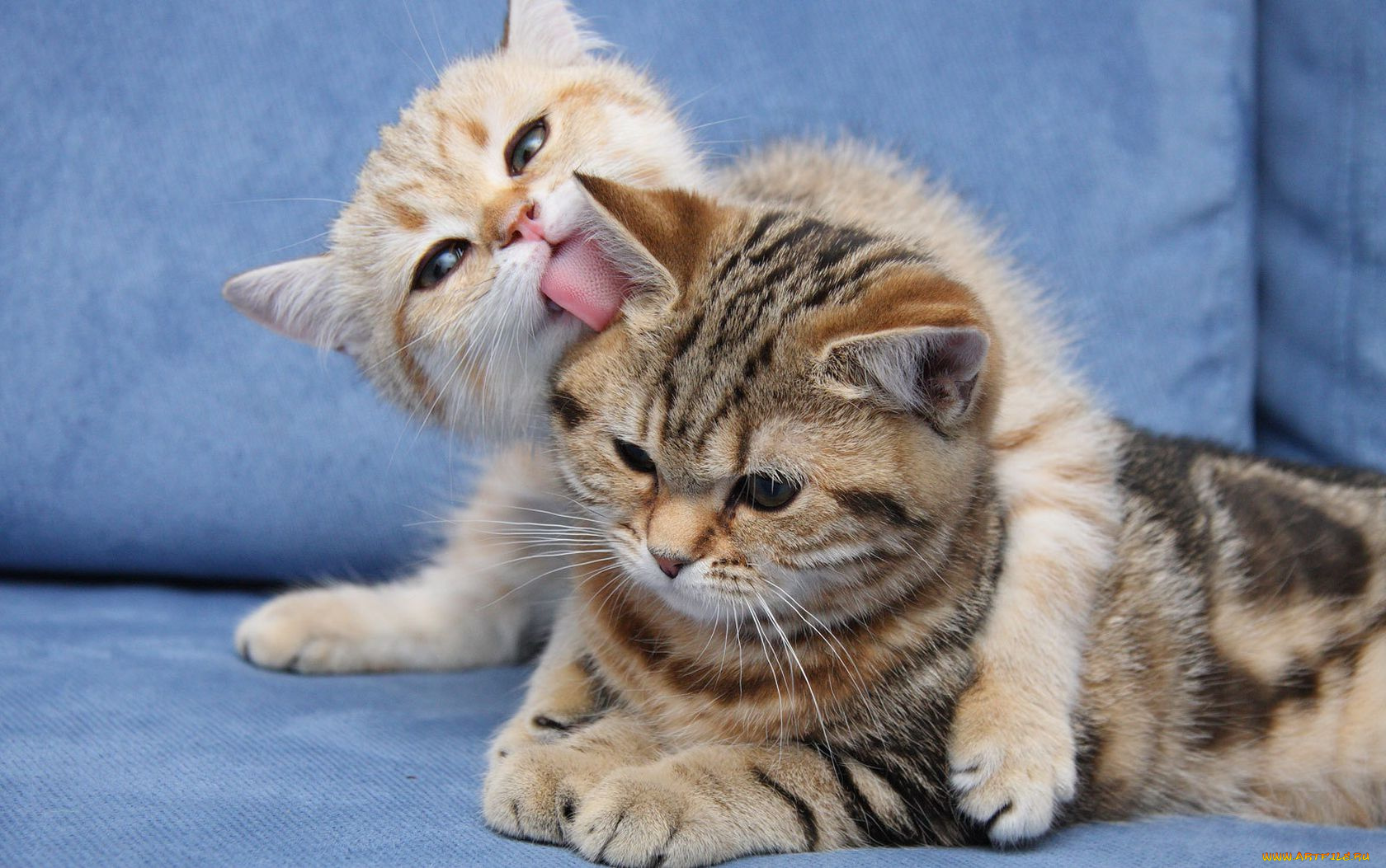 животные, коты