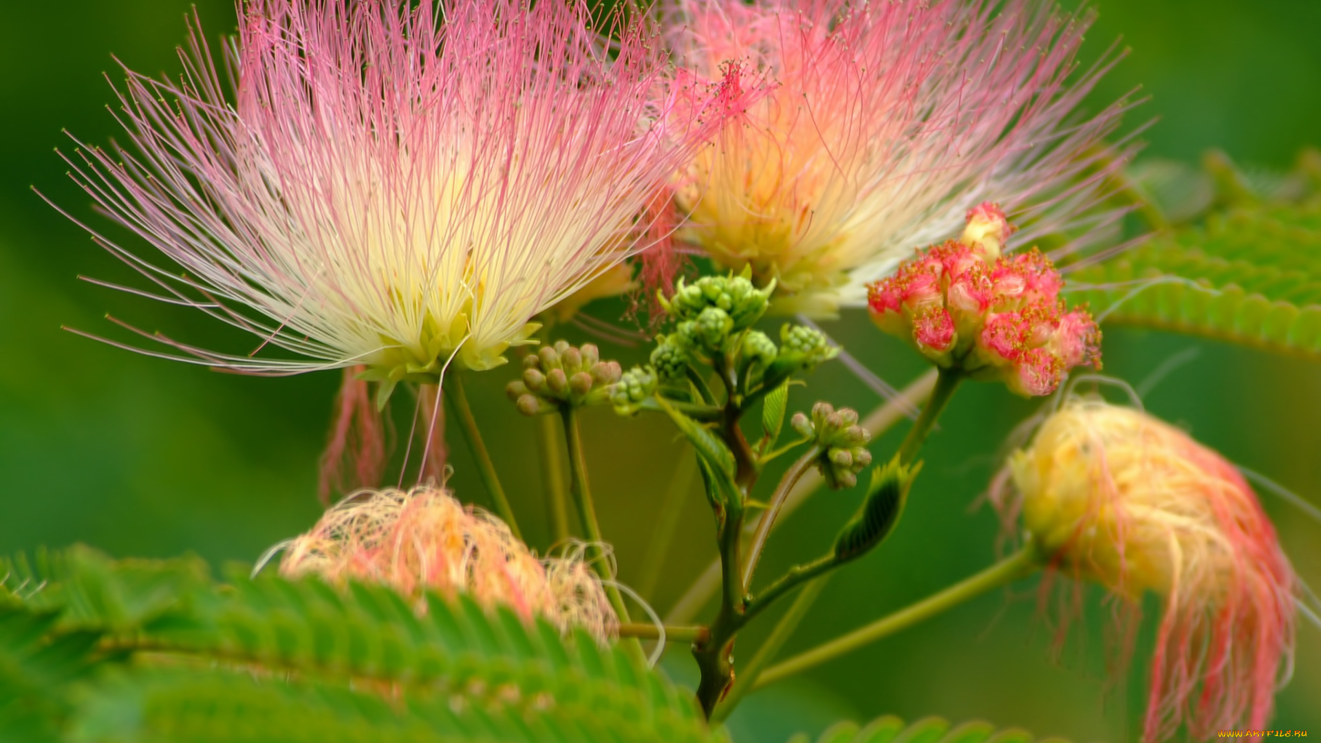 цветы, акация