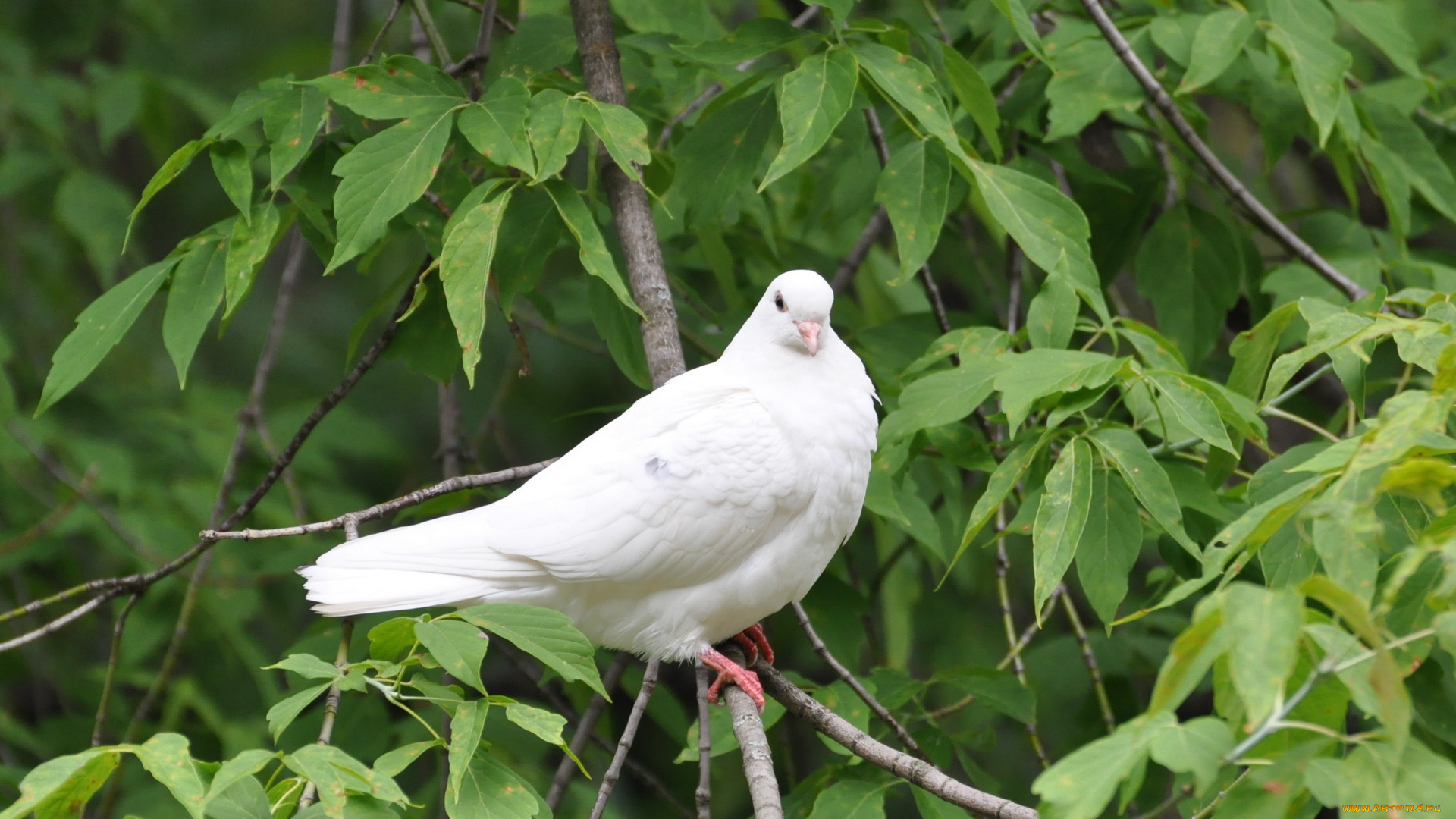 животные, голуби