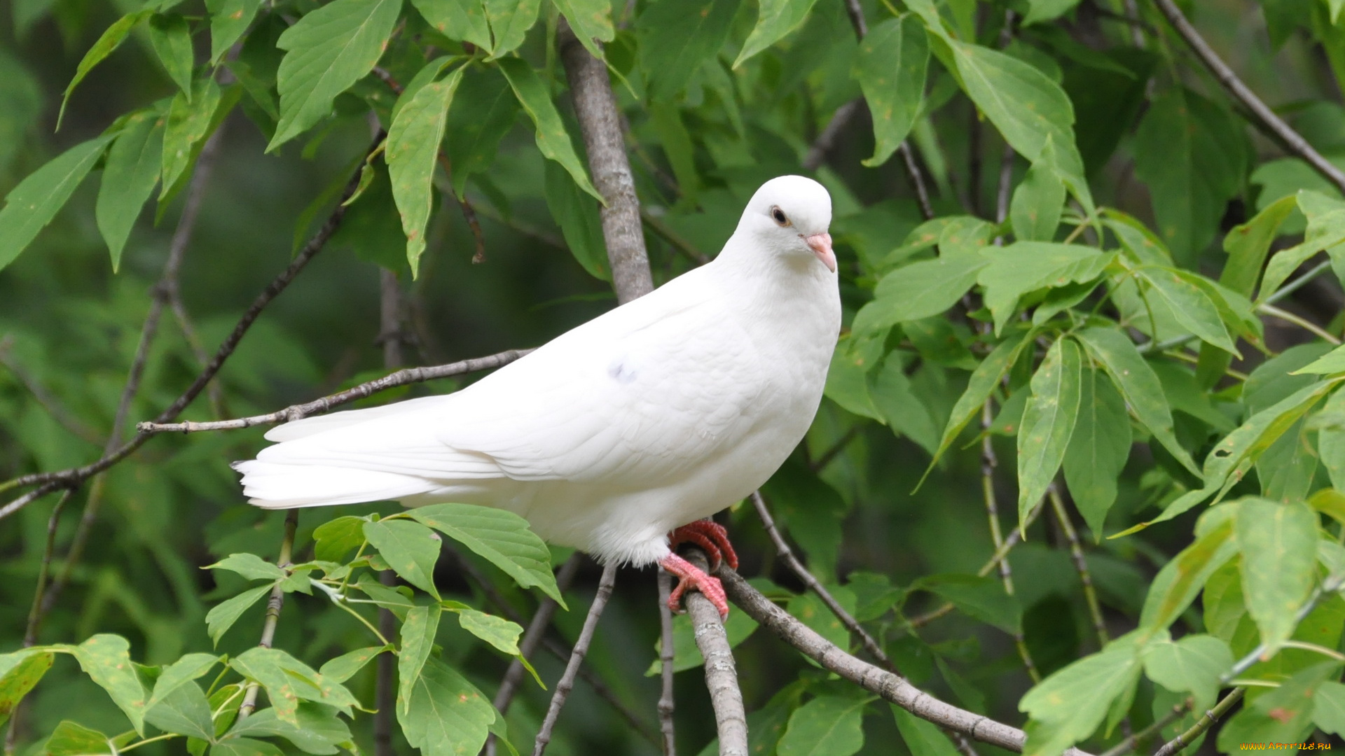 животные, голуби