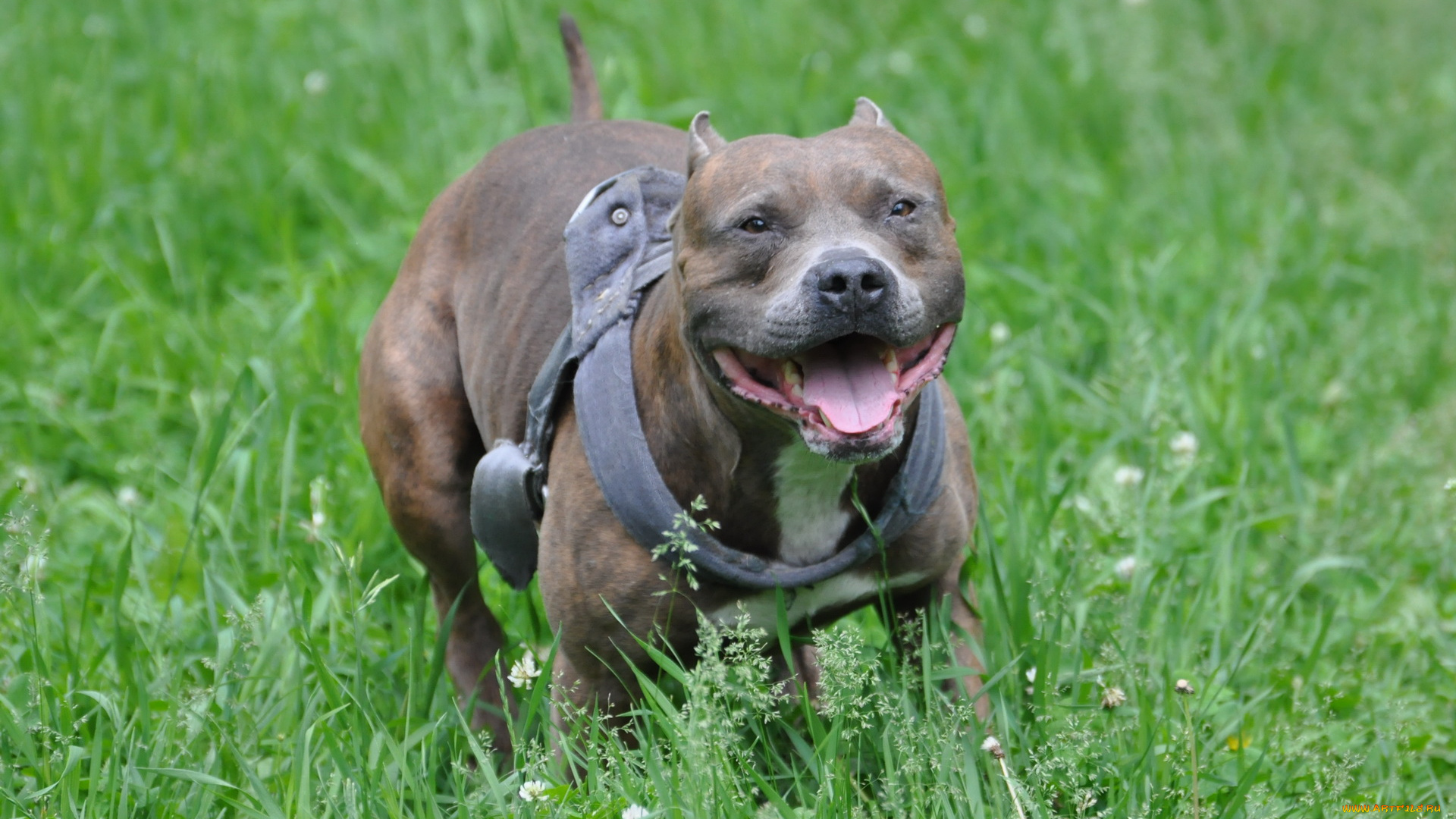 животные, собаки