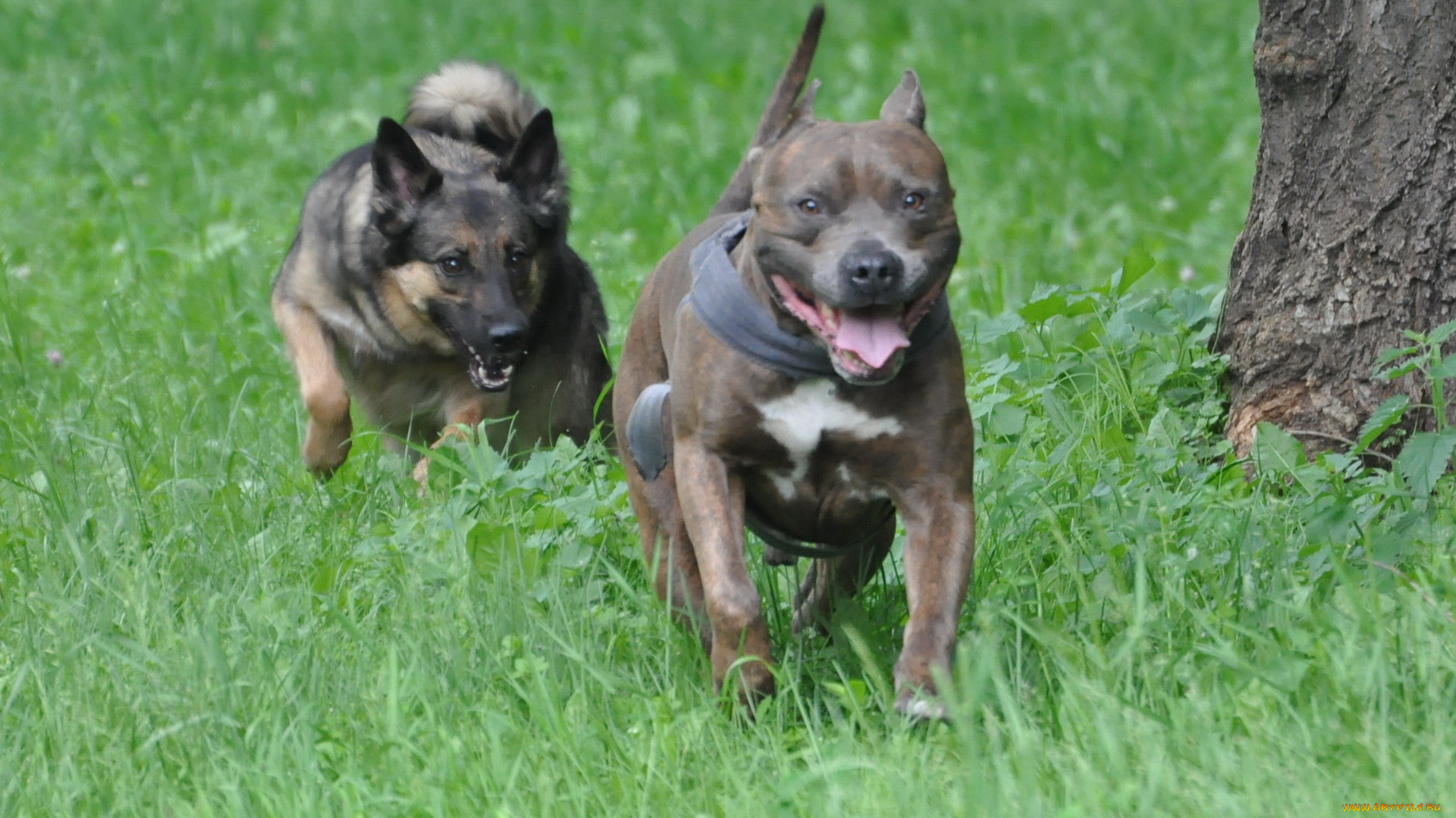 животные, собаки