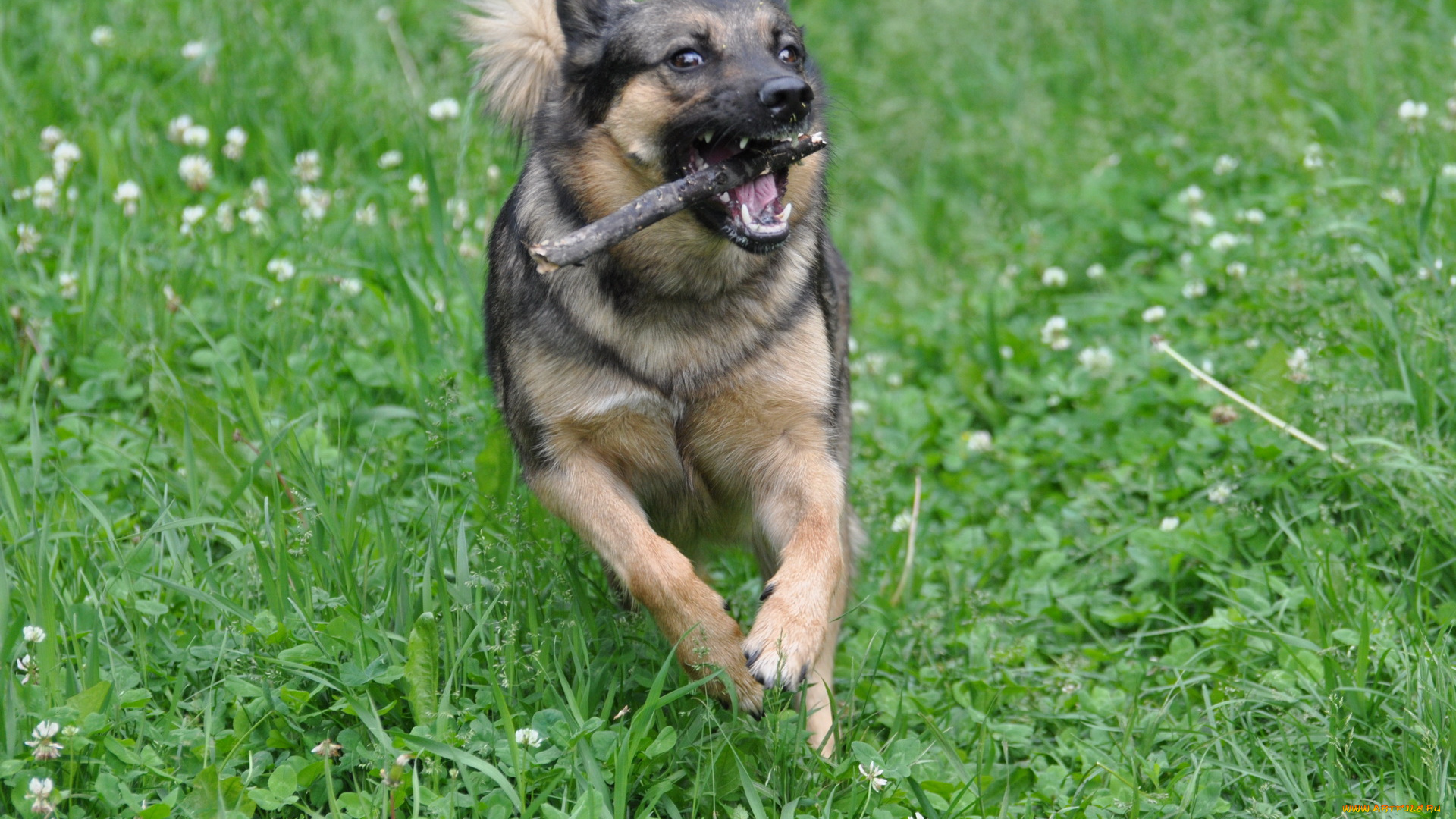 животные, собаки