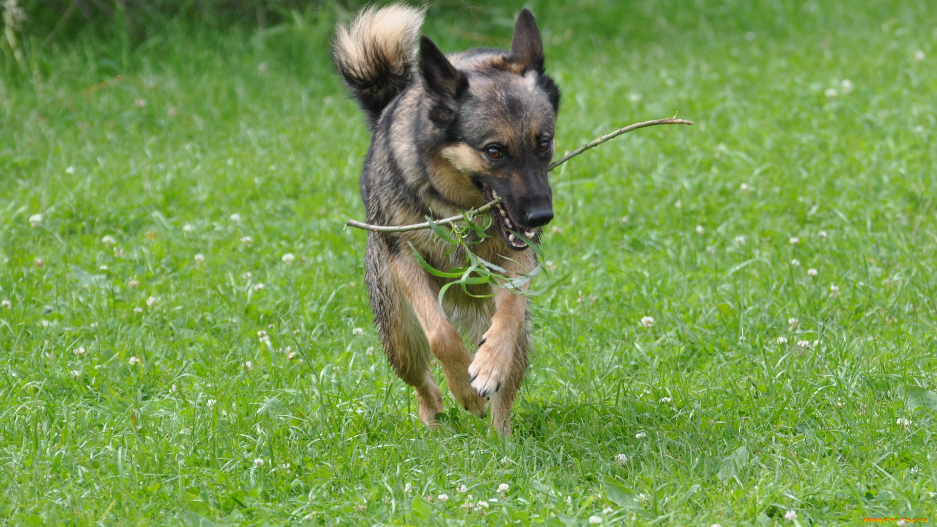 животные, собаки