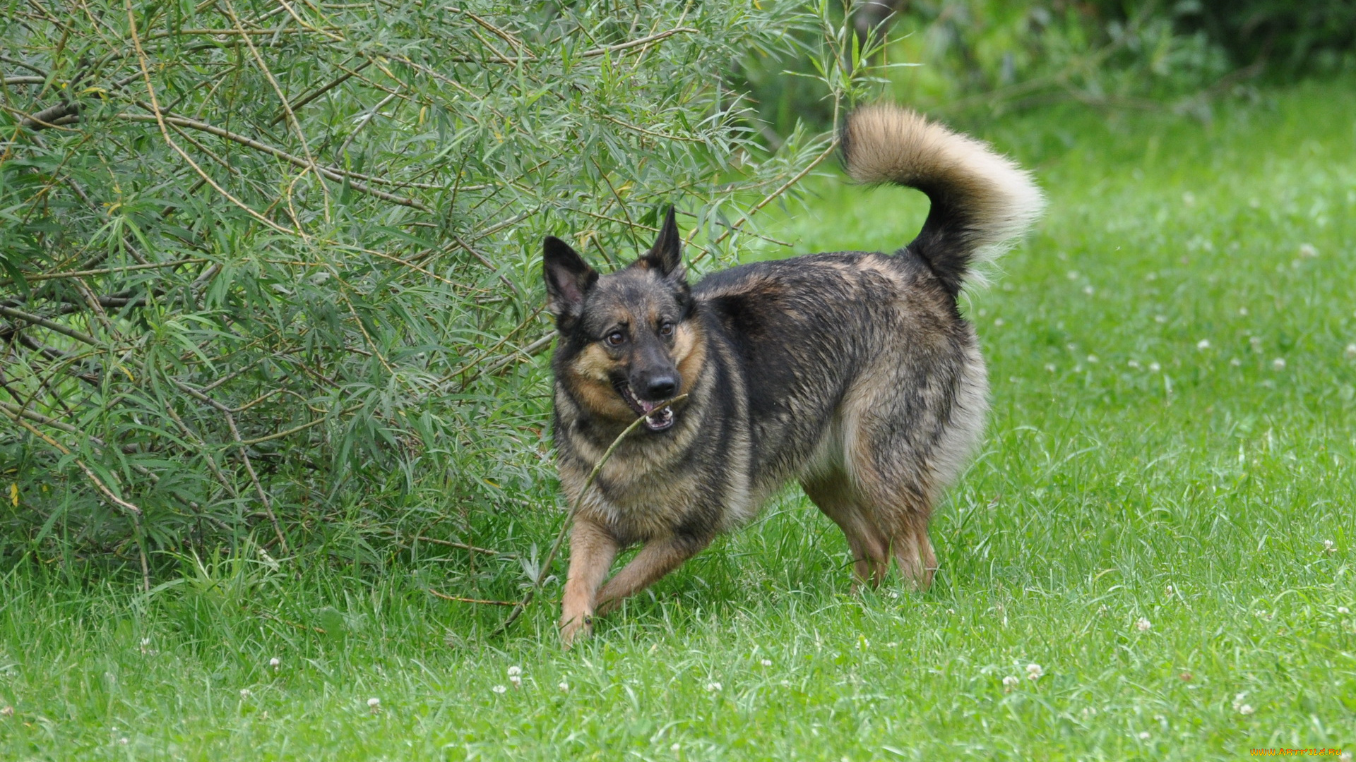 животные, собаки